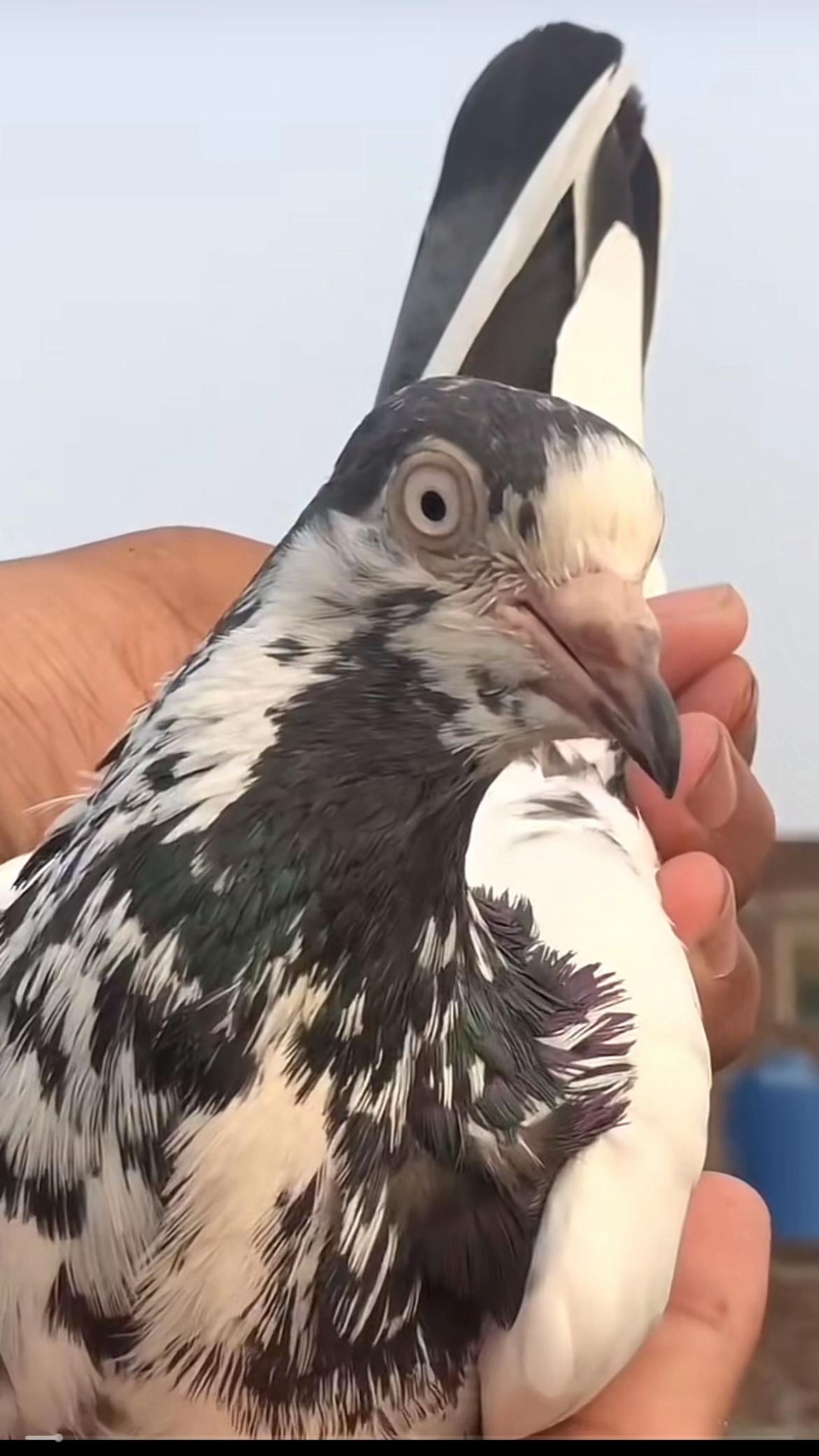 @Royal Birds 🕊️👑