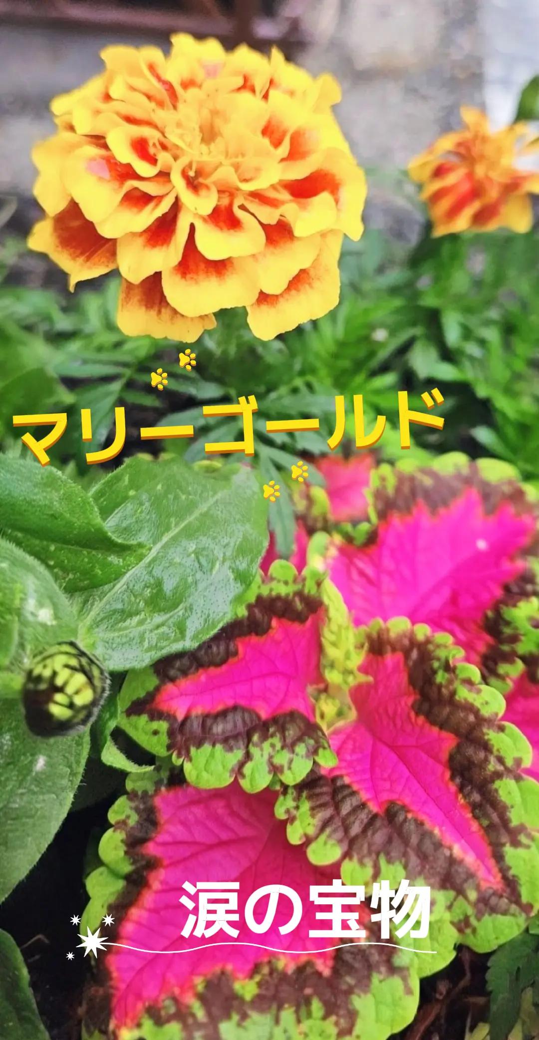 @TERU