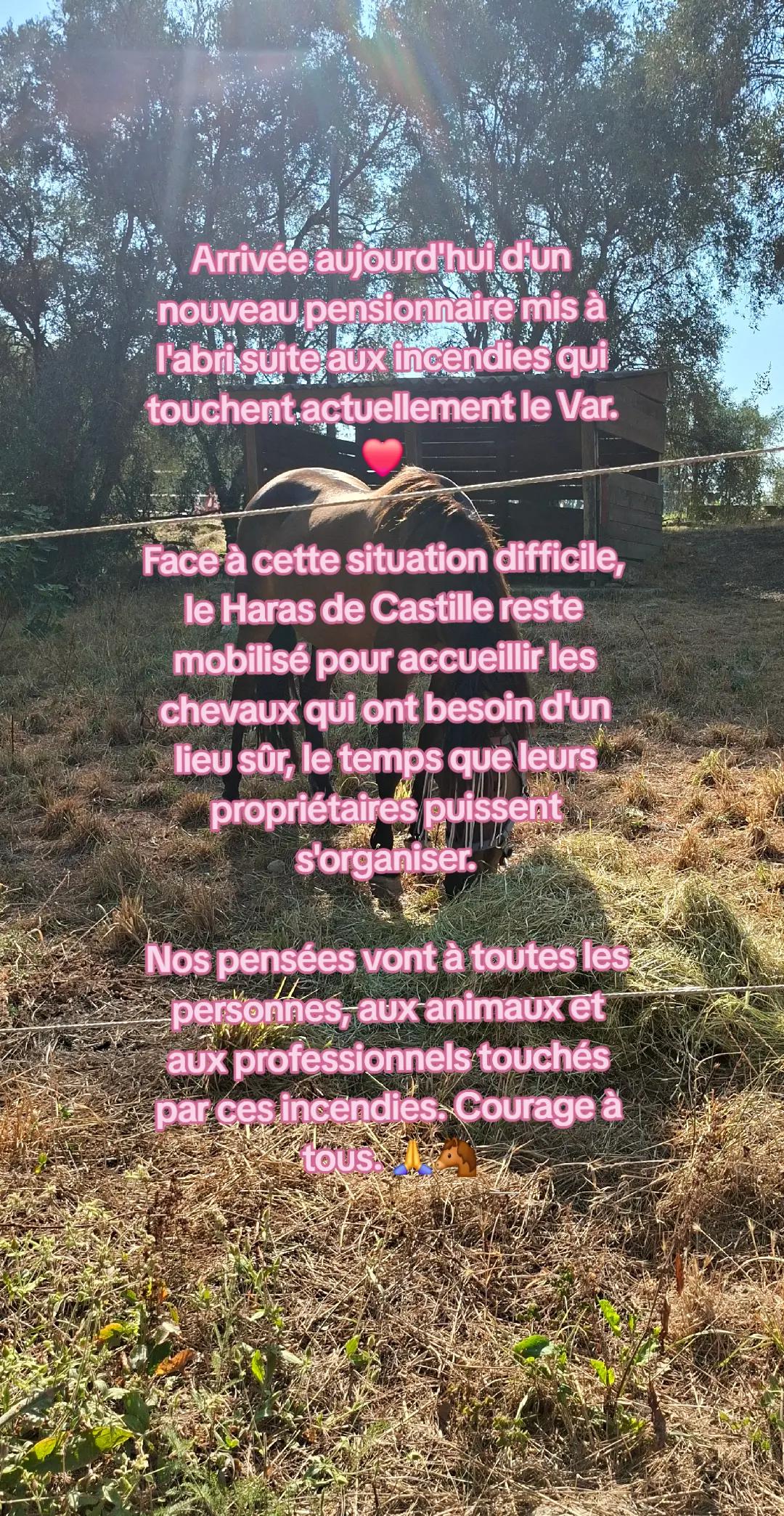 @haras de castille