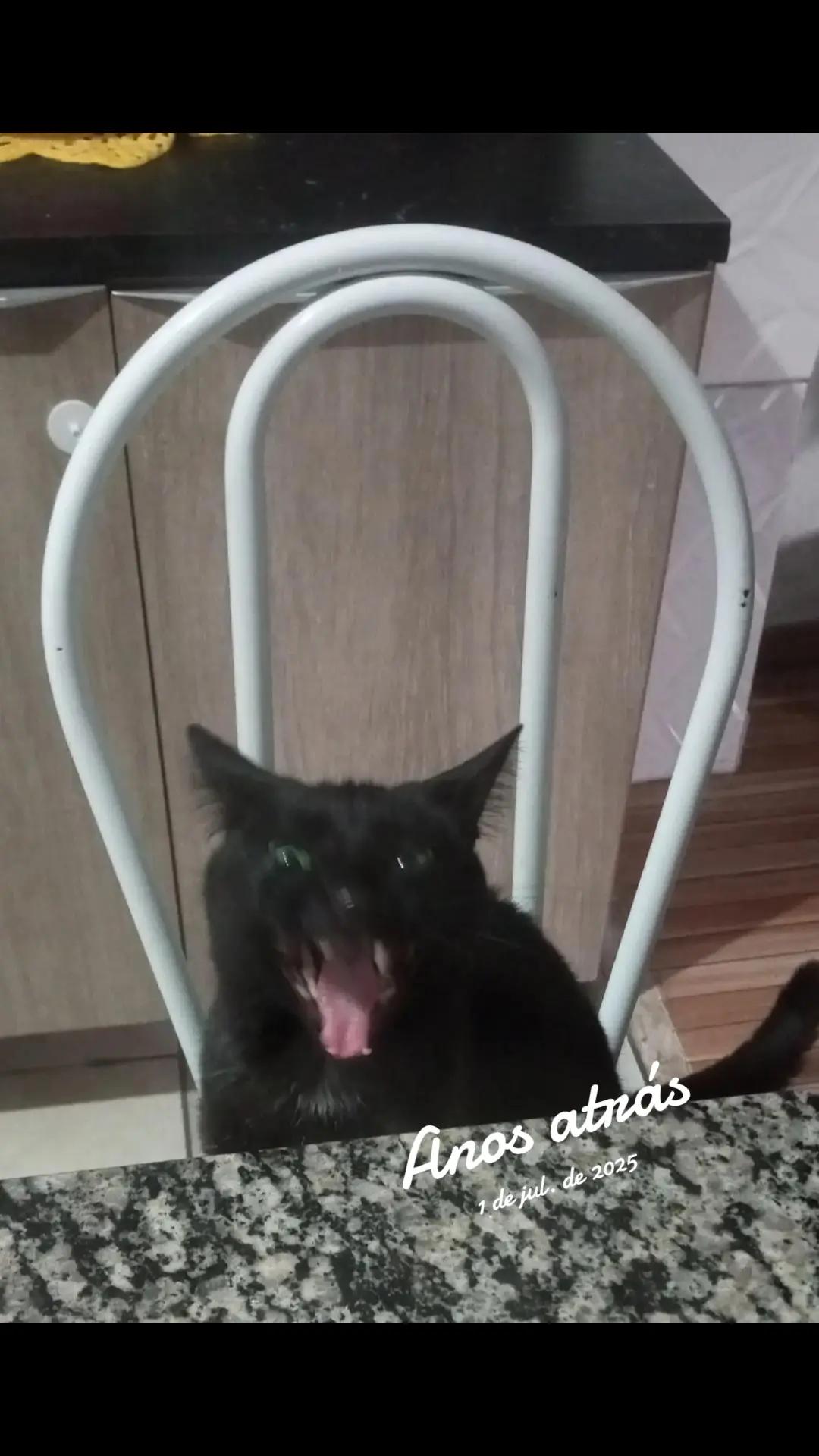 @Iara Brito Brito