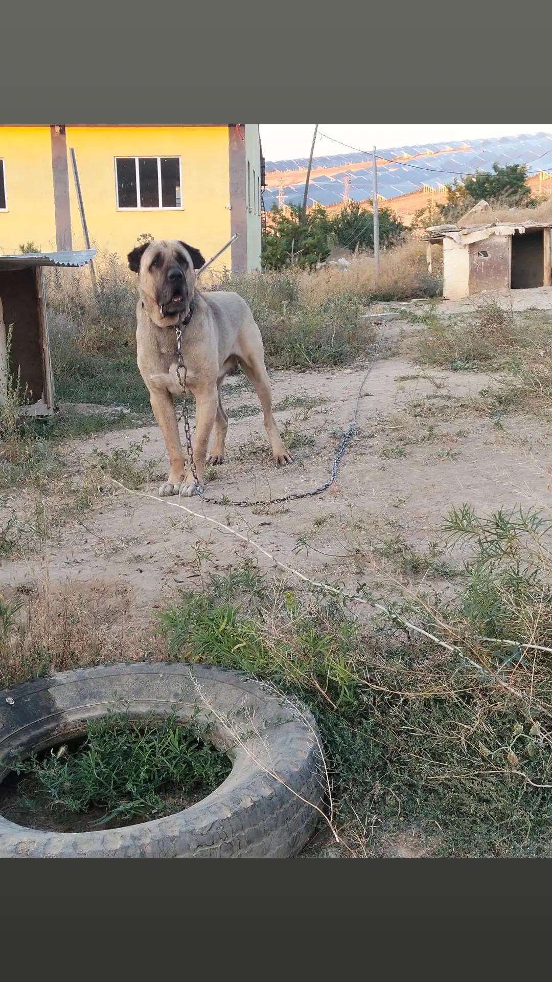 @Usta Ömer