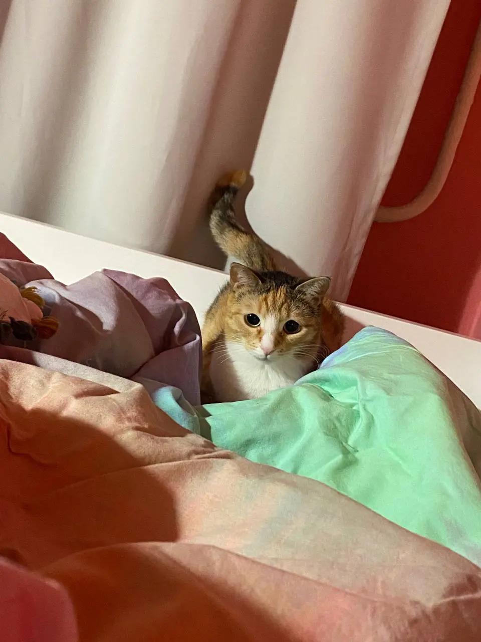 @аигел vv
