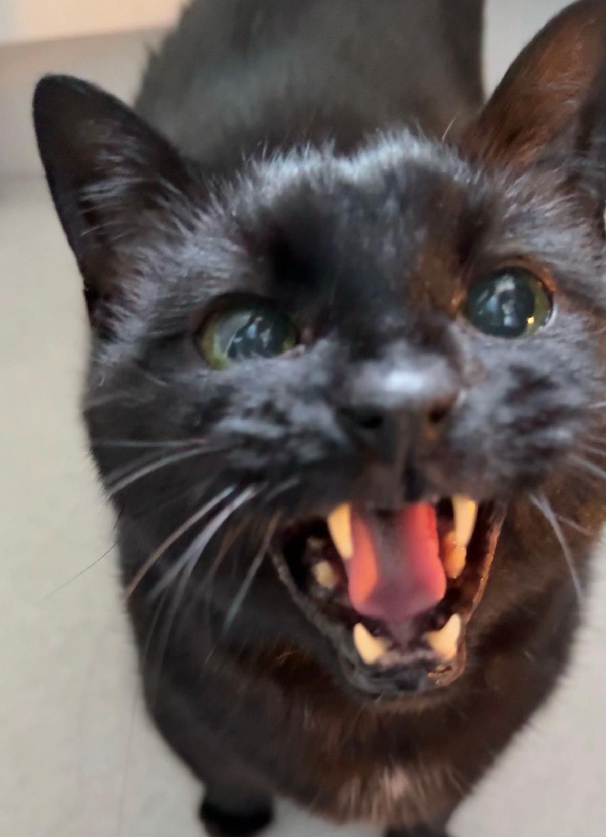 @Teefie_tribe 🐈⬛🐈⬛🐈🦷🦷