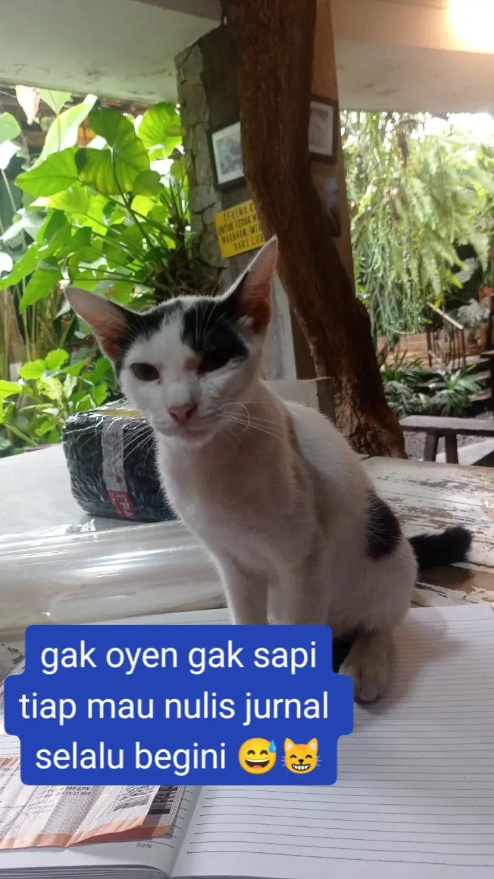 @apfia mei