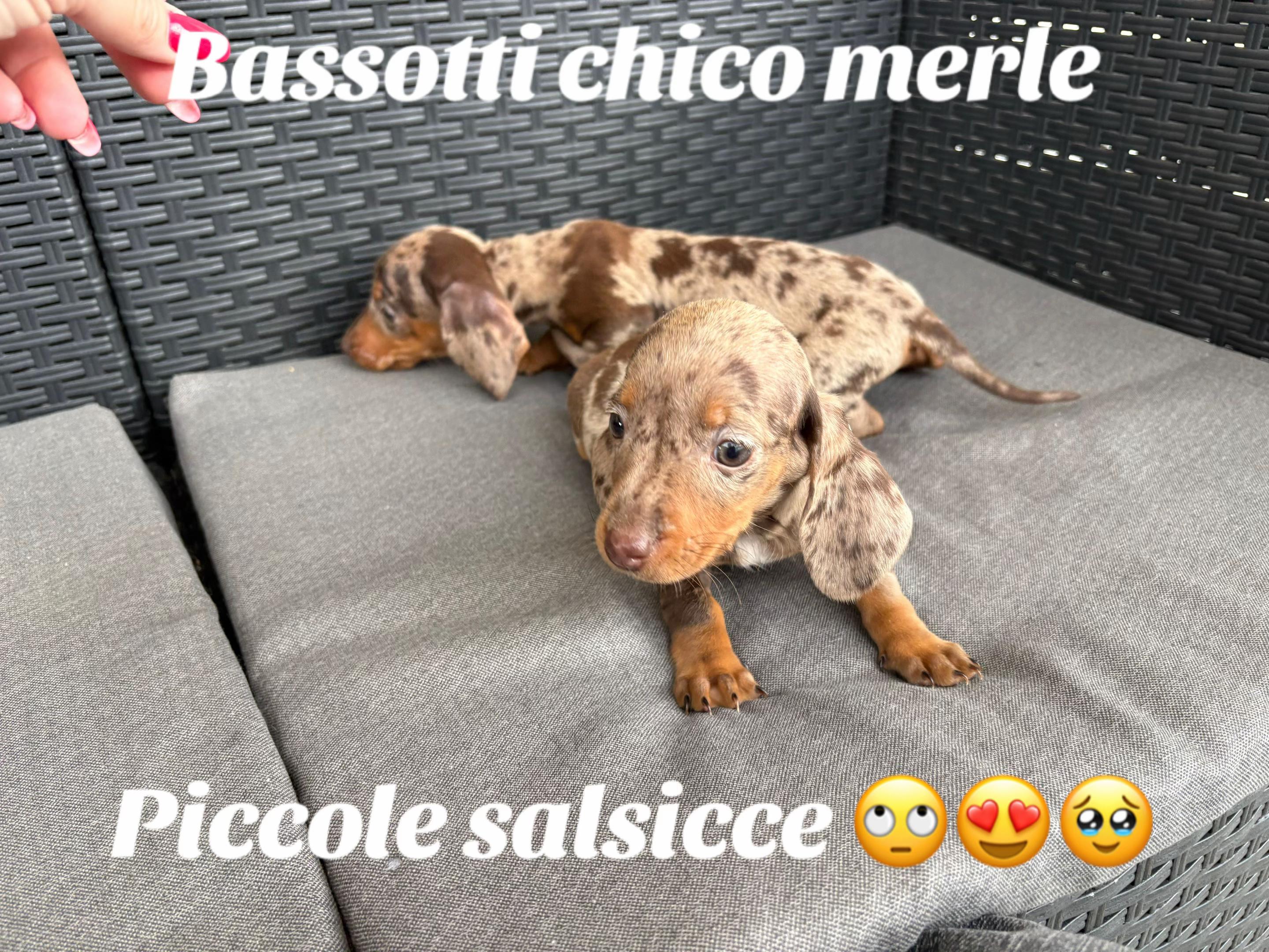 @cuccioli meravigliosi