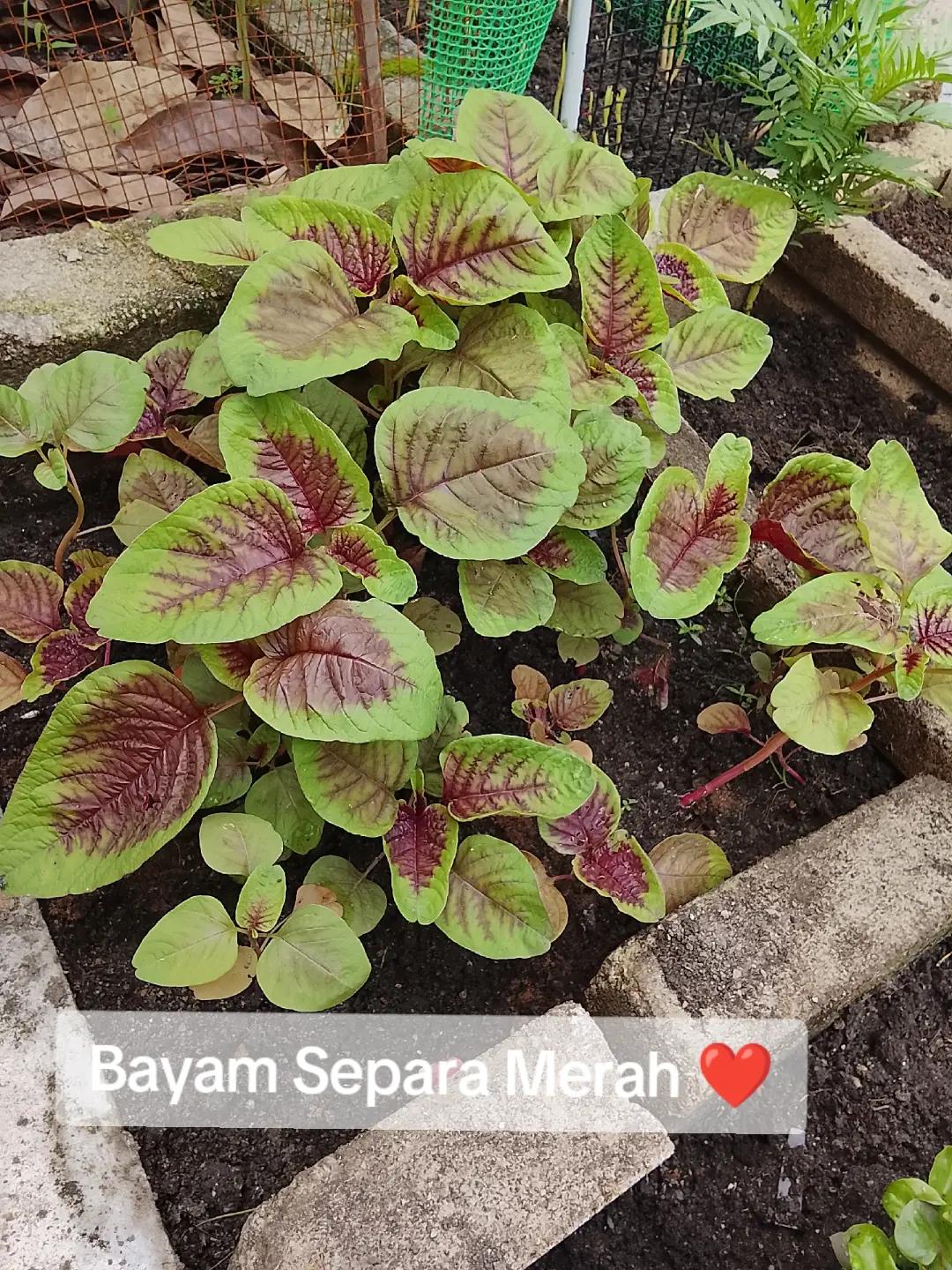 @Syufiz