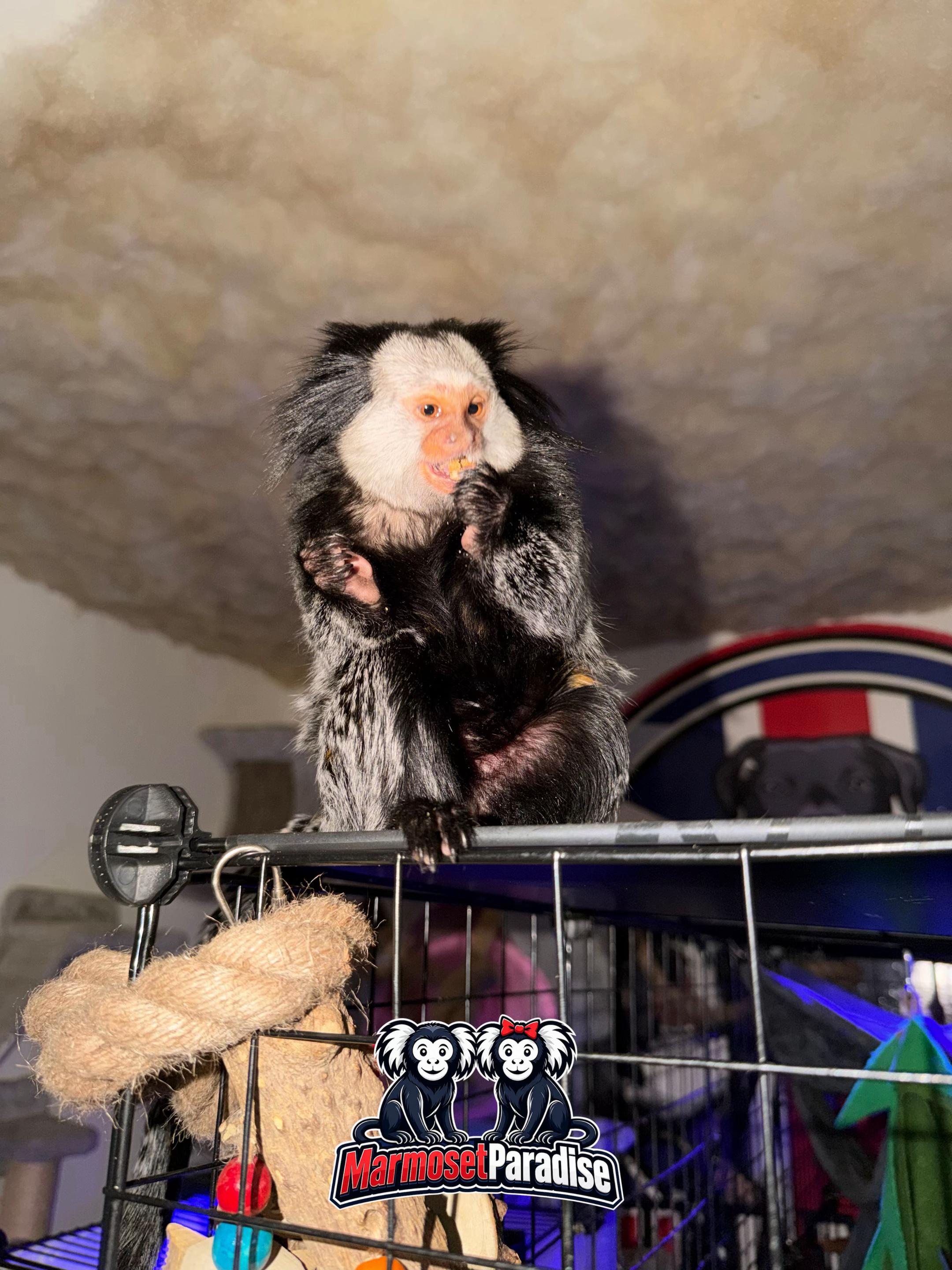 @ᴍᴀʀᴍᴏꜱᴇᴛ ᴘᴀʀᴀᴅɪꜱᴇ 🇬🇧🐒