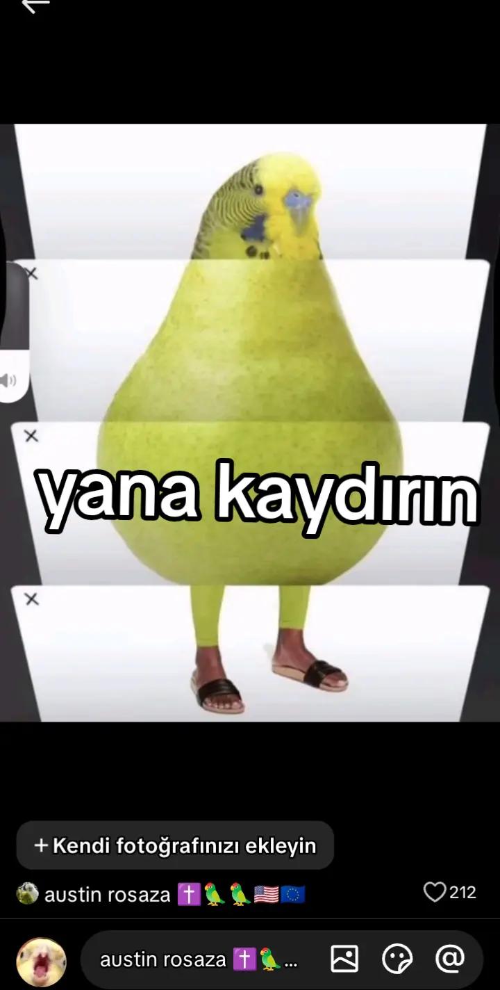 @cicikuş rıfkı🕊️