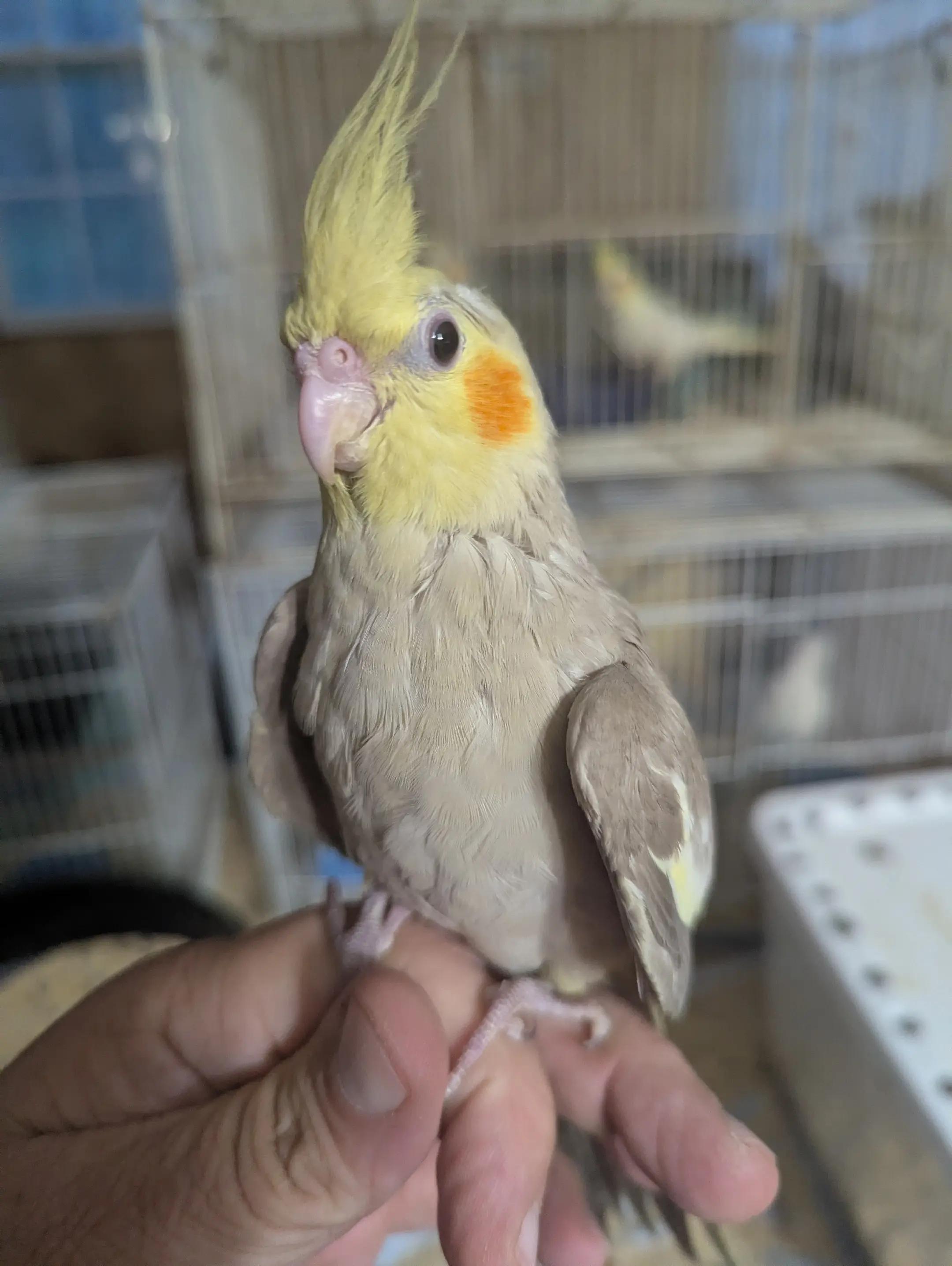 @Daybird Aviaries