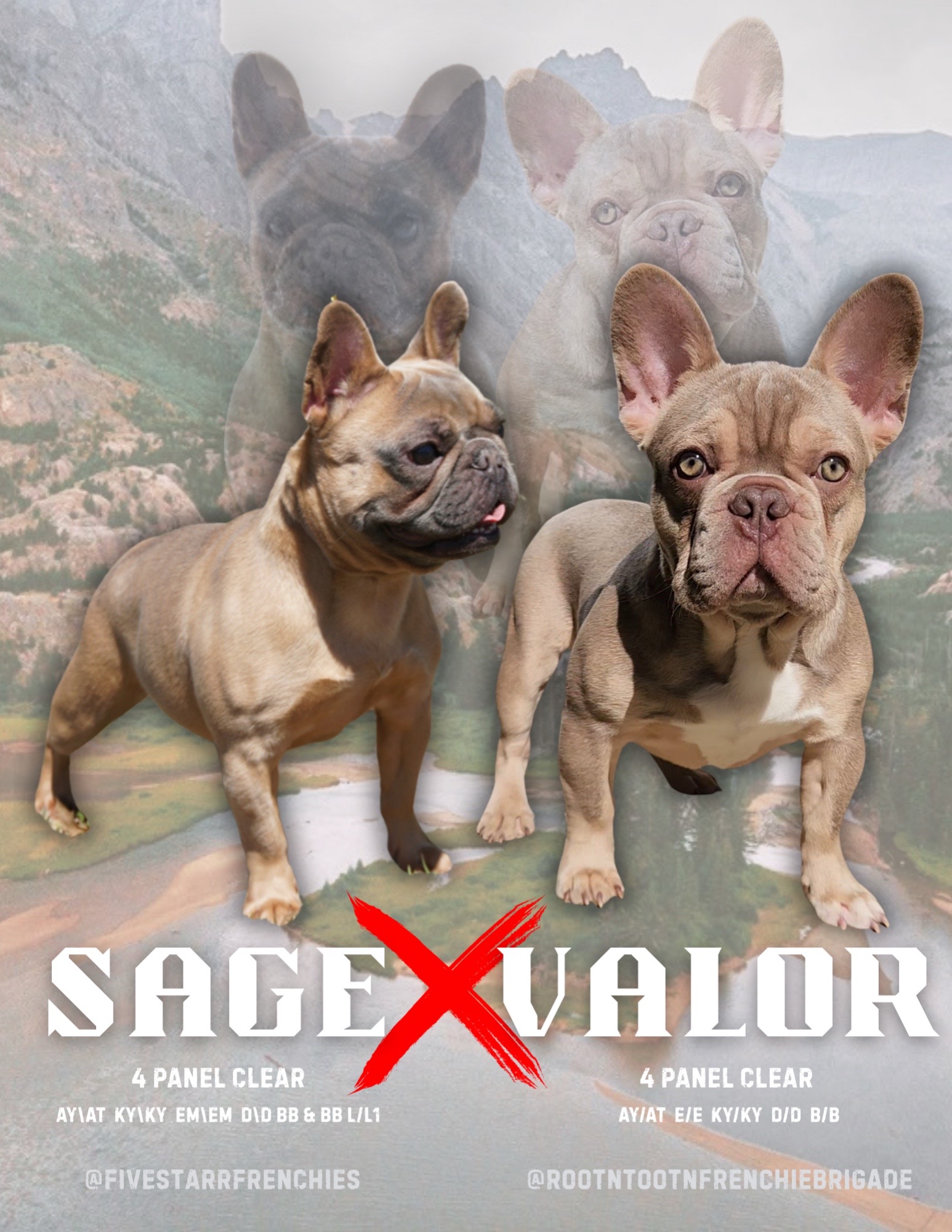 @⭐️ 5 Starr Frenchies ⭐️