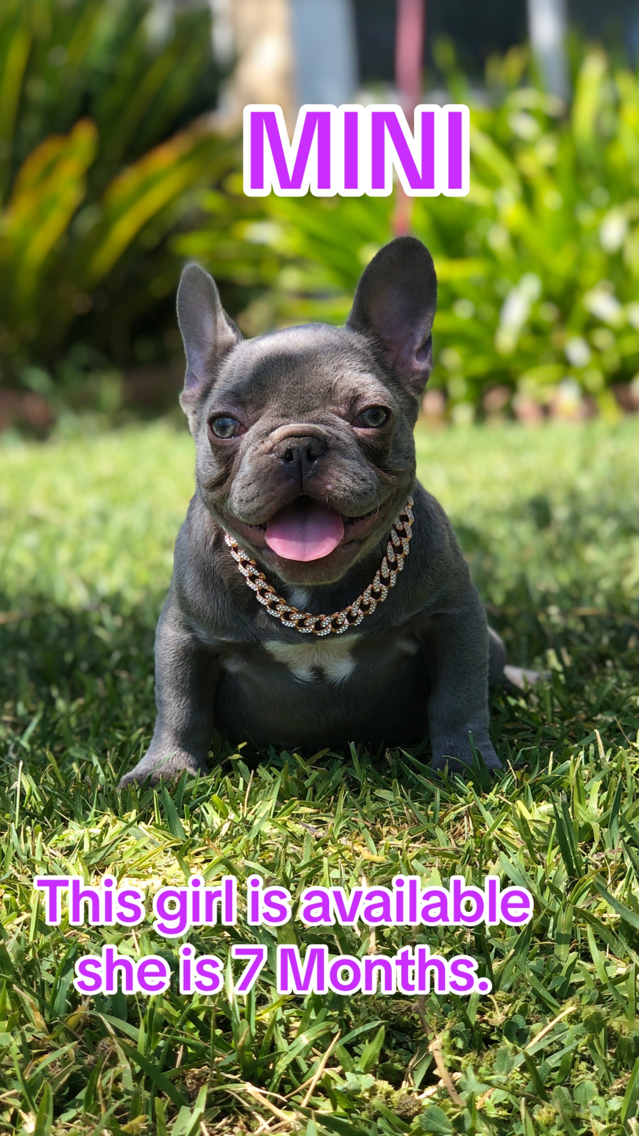 @rb_frenchies559