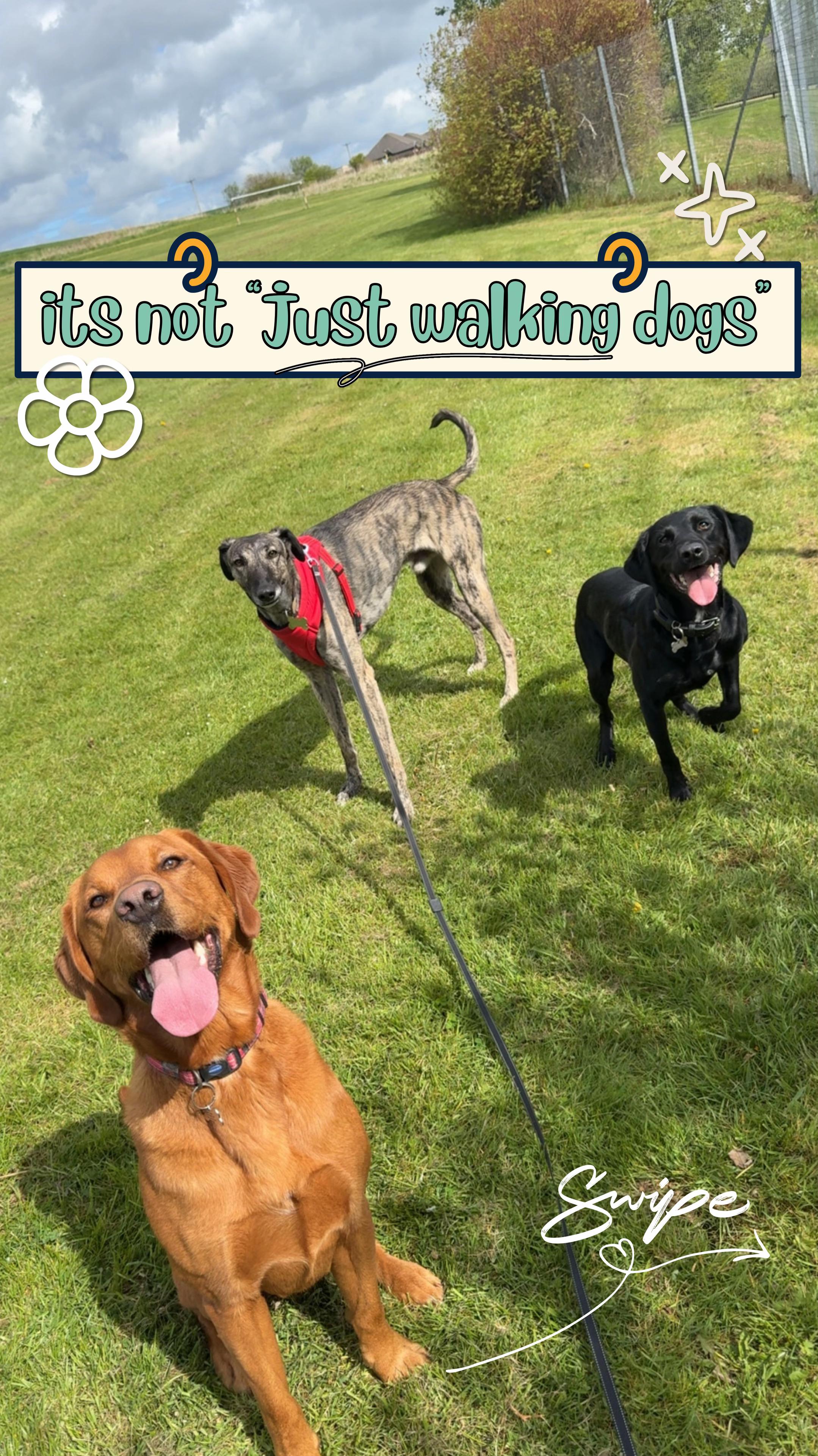 @Paws & Unwind | dog walker