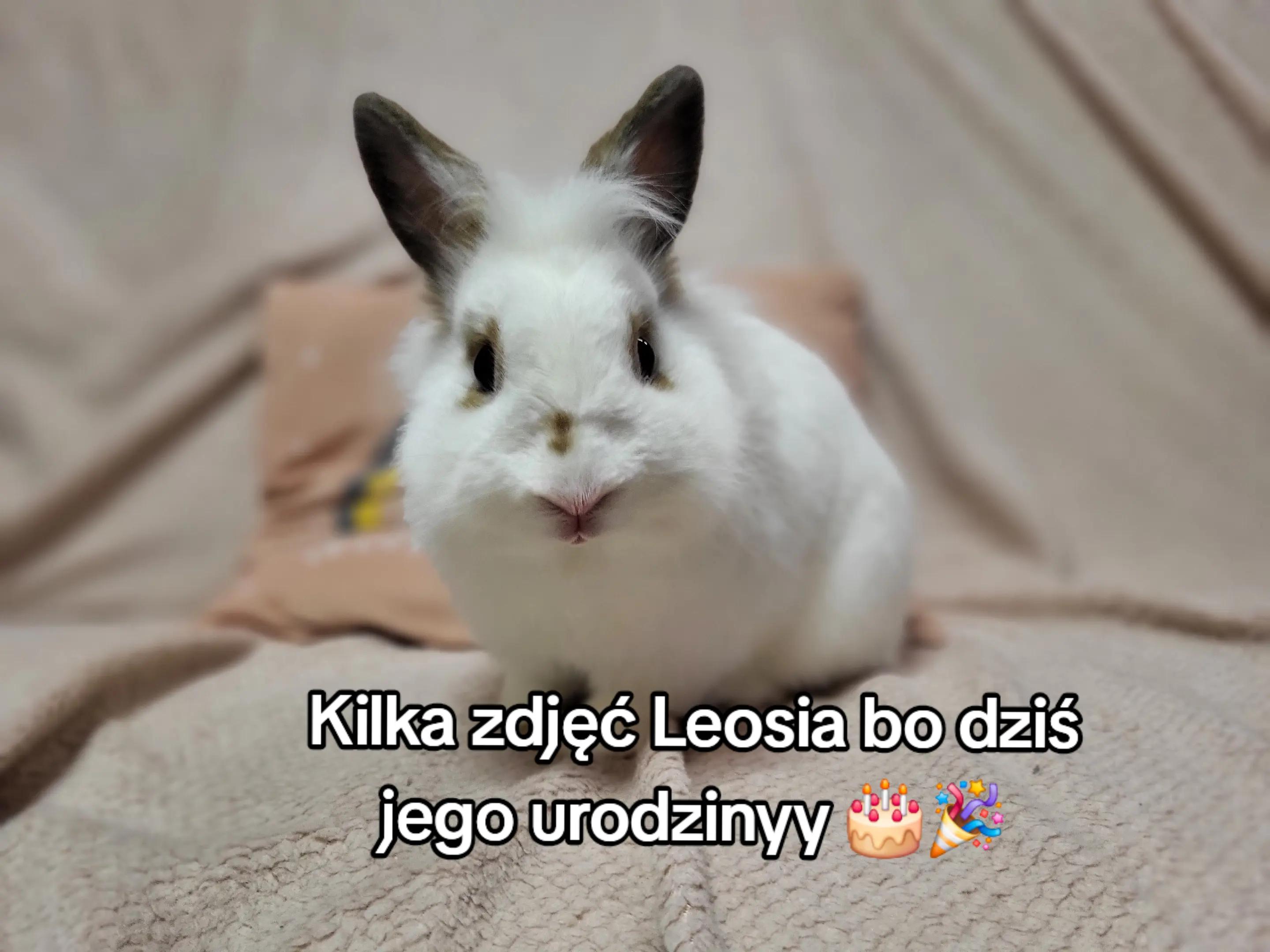 @Króliki