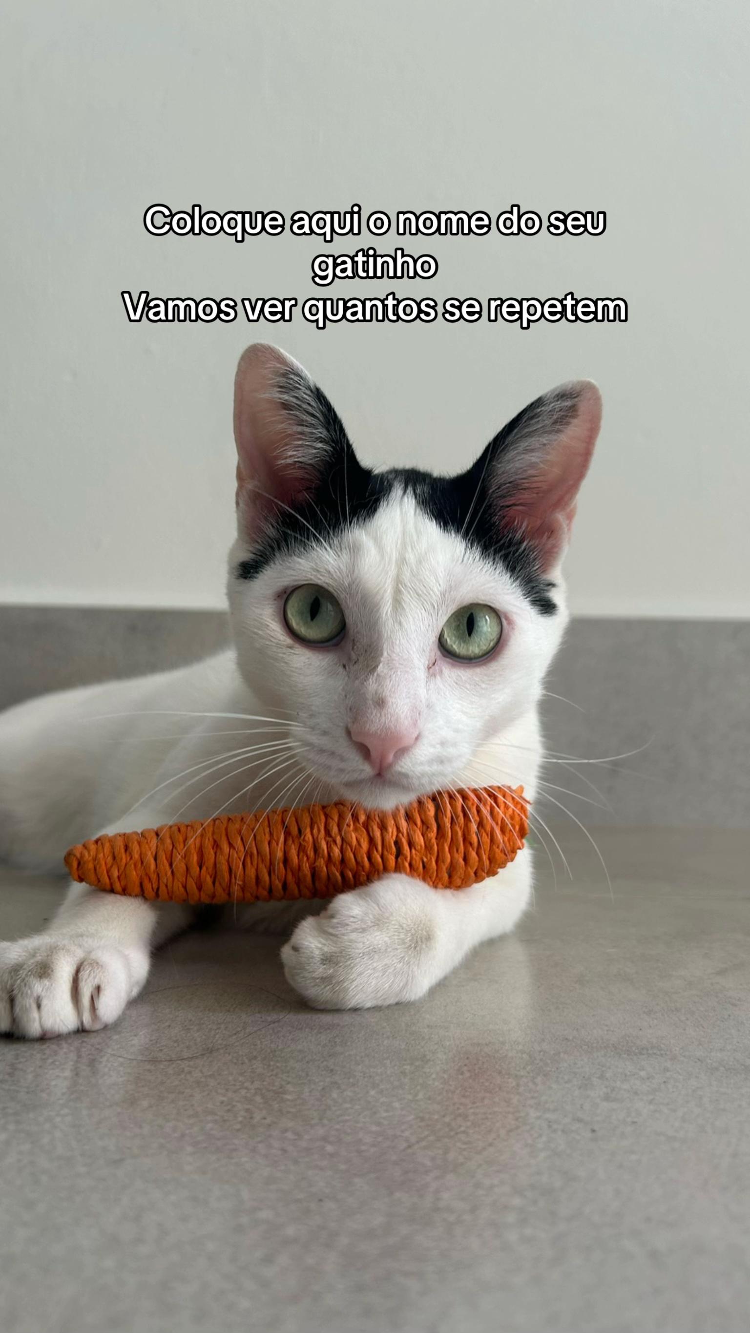 @cantinho pet