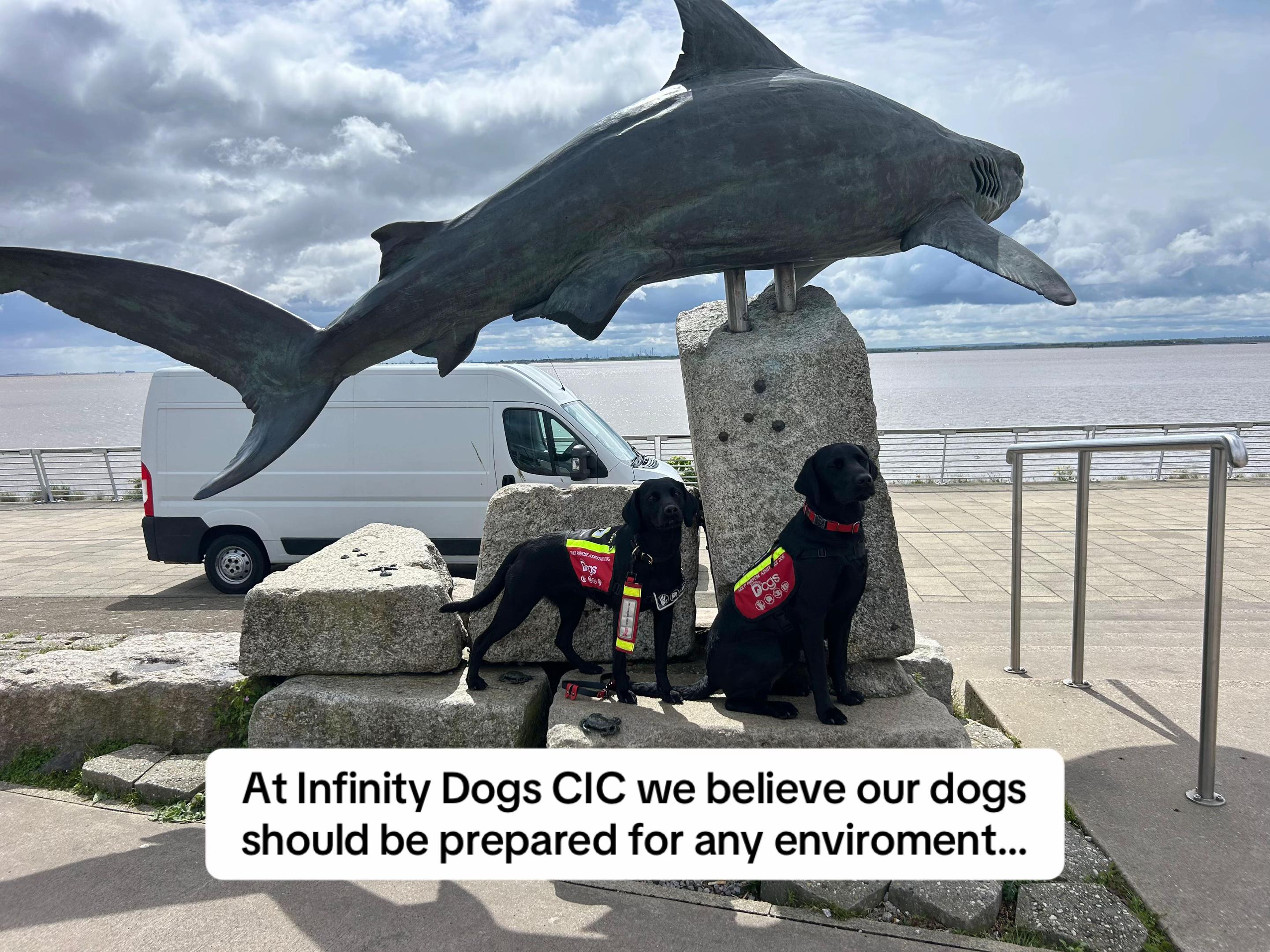 @Infinity Dogs CIC