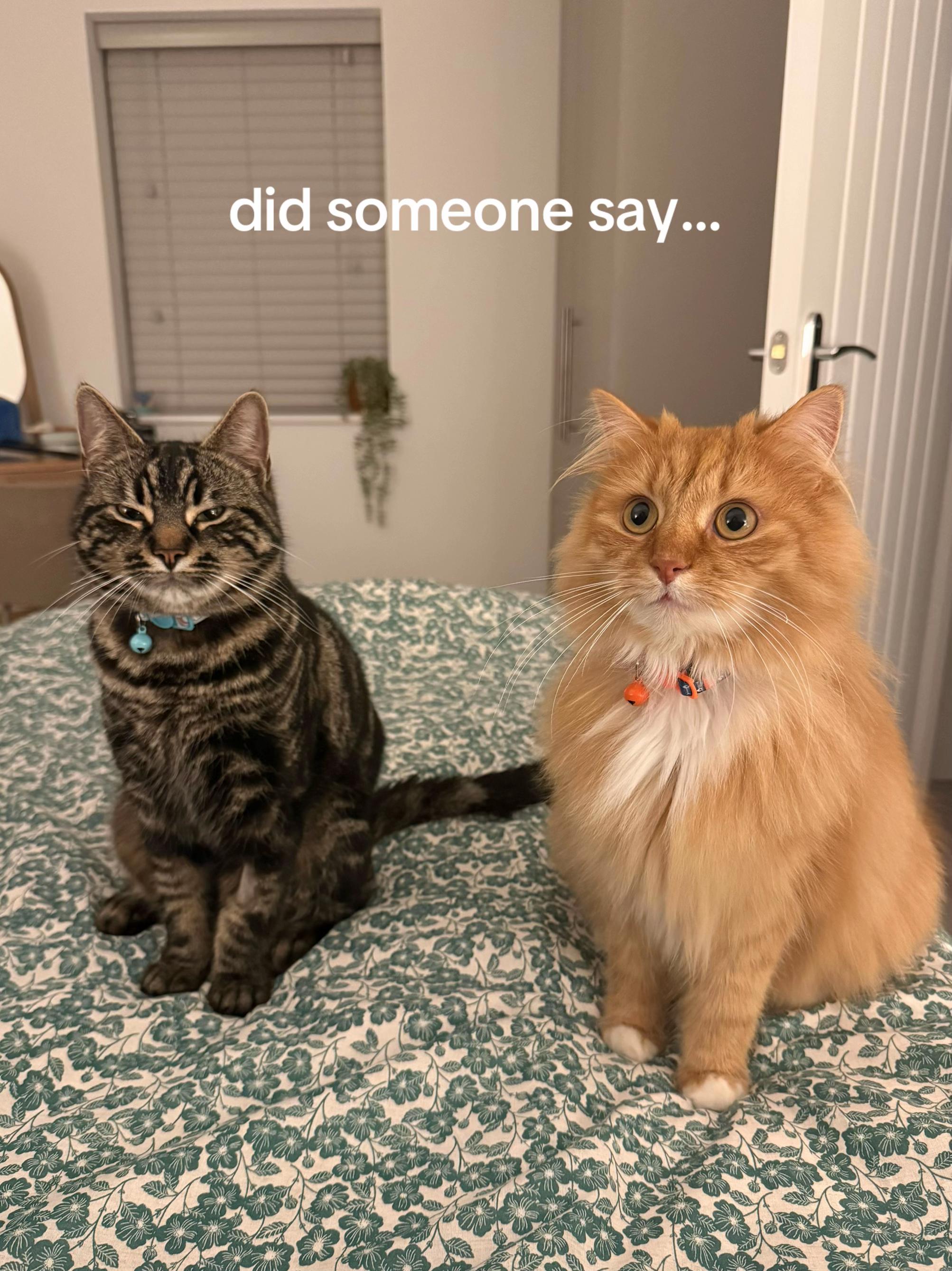 @Simba & Max 🐾