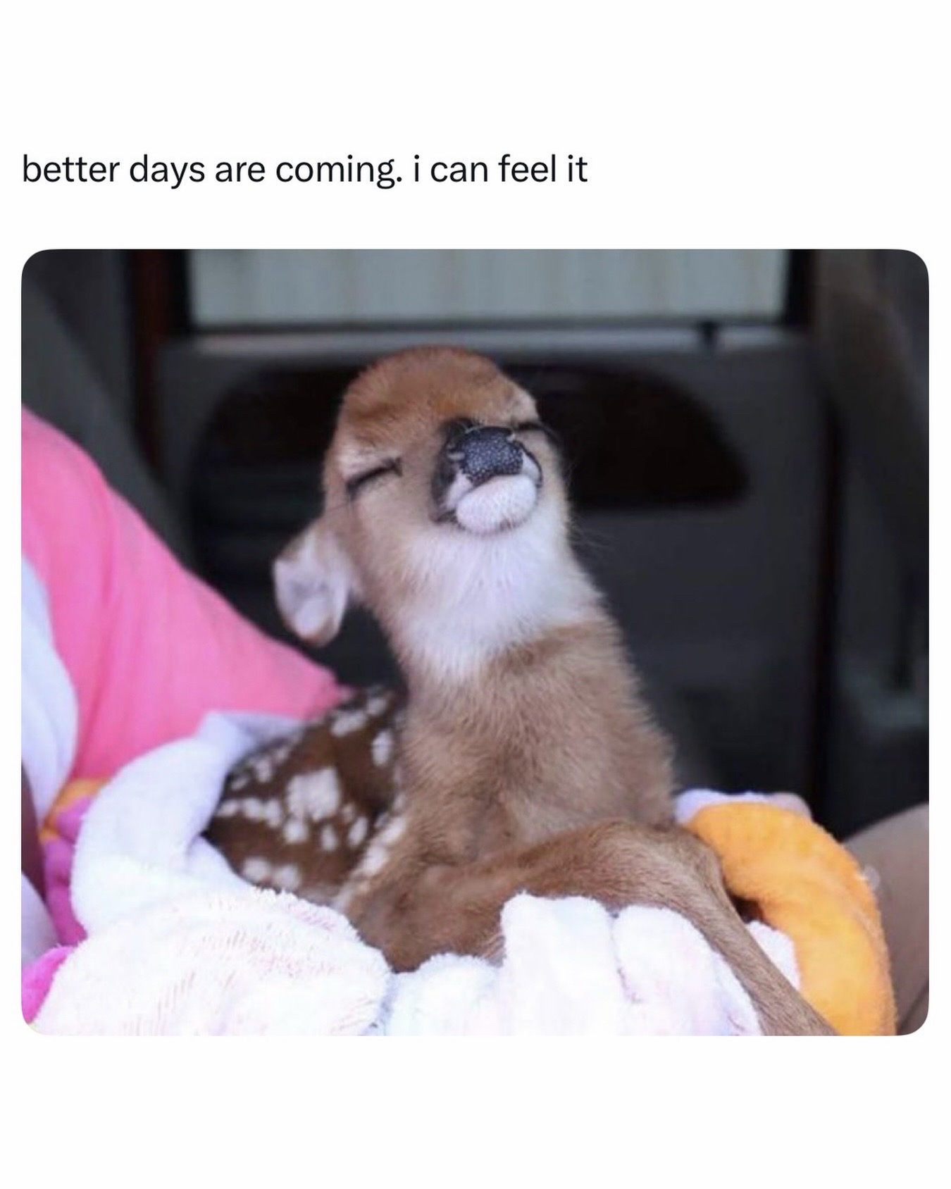 @females