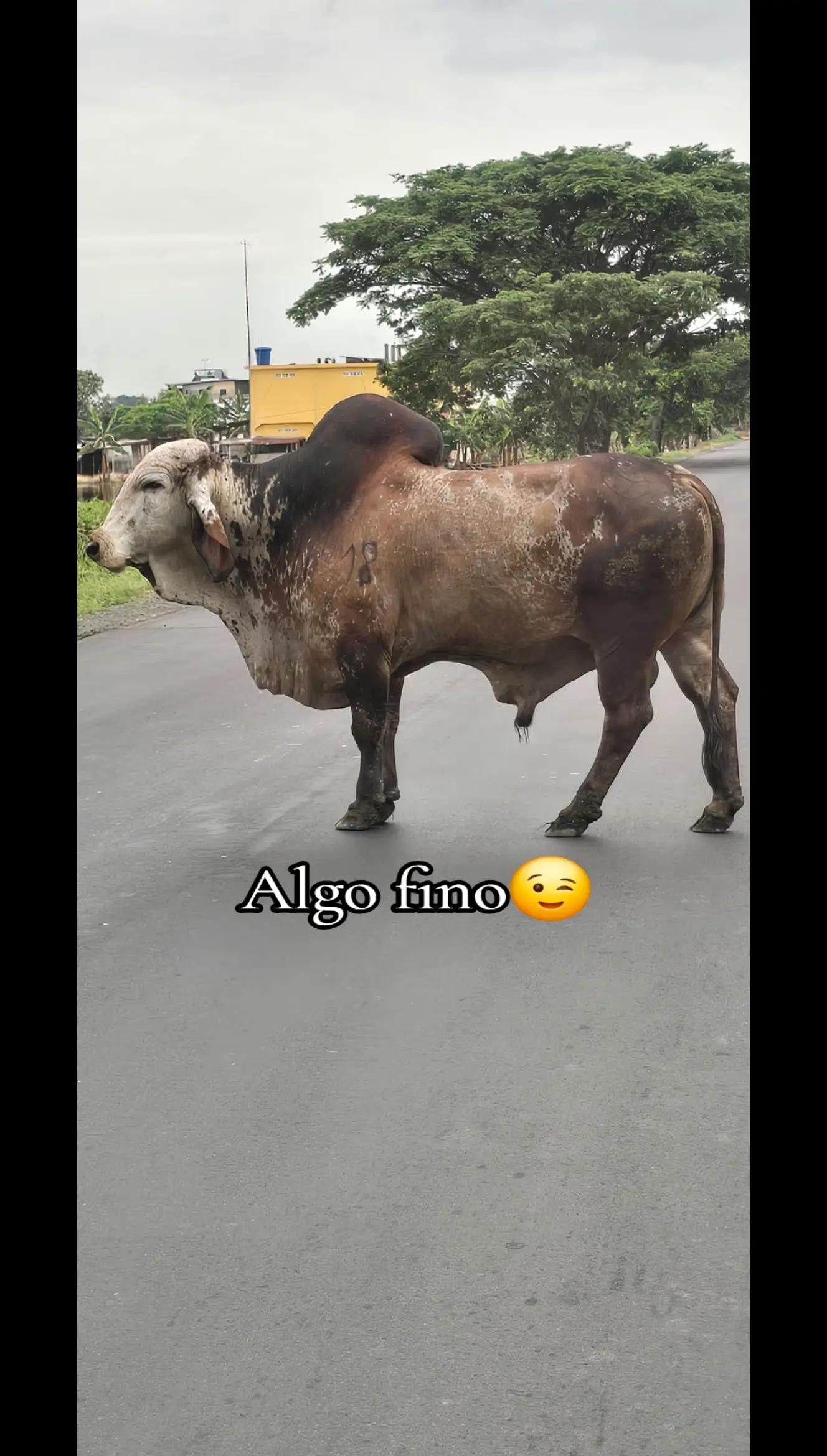 @🐓TU GALLO FINO 🐓