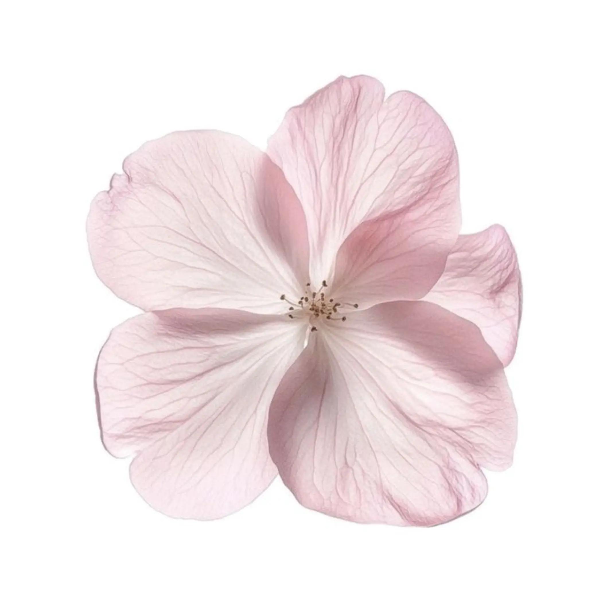@୨ . ࣪ ɴɪᴄᴏʟᴇ ! 🪱