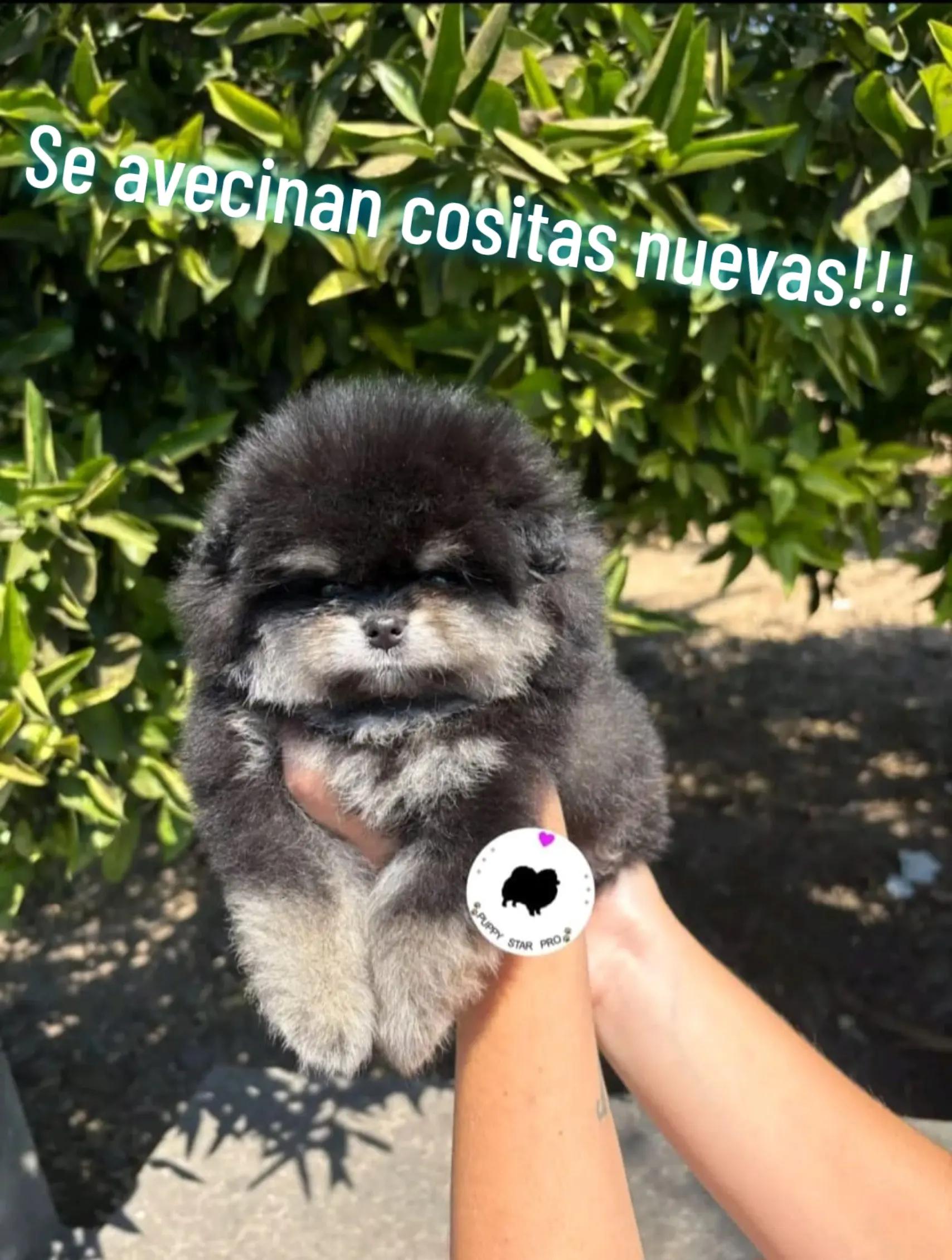 @baloo.the.pom