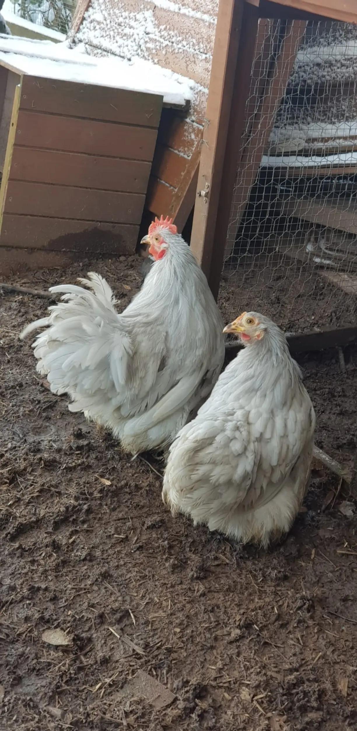 @Little Laying Chickens Shop