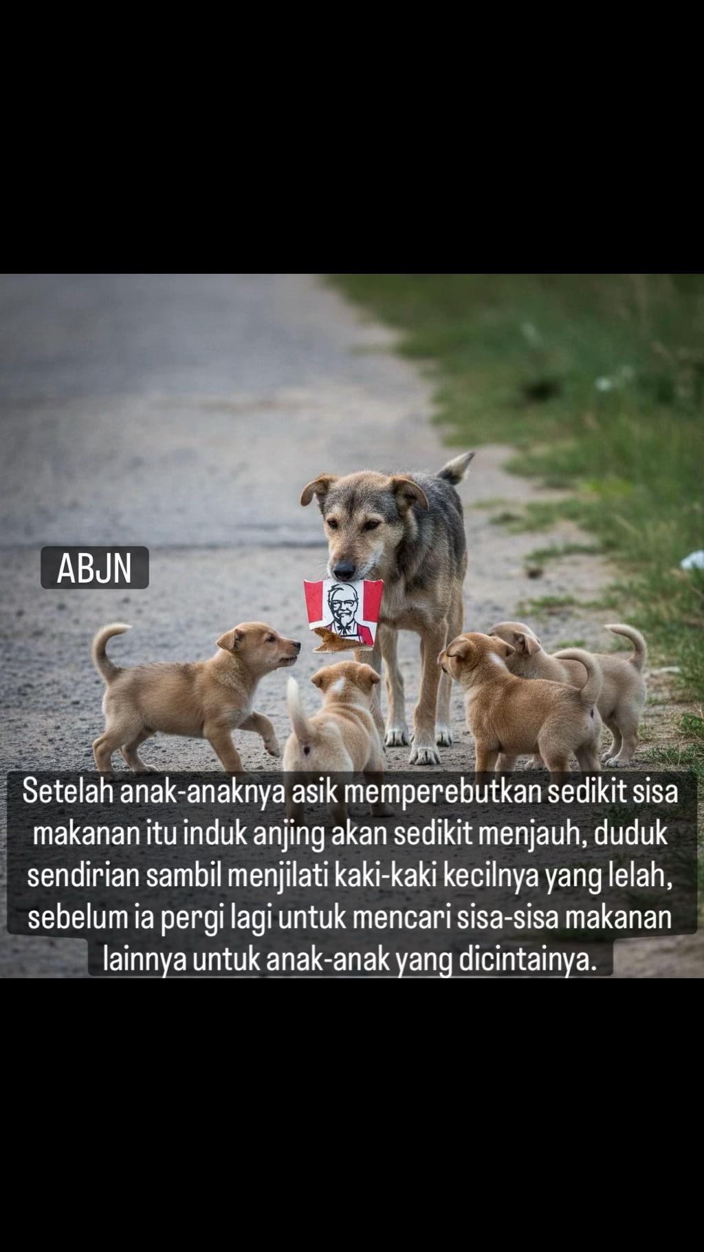 @indonesian_dog_lover