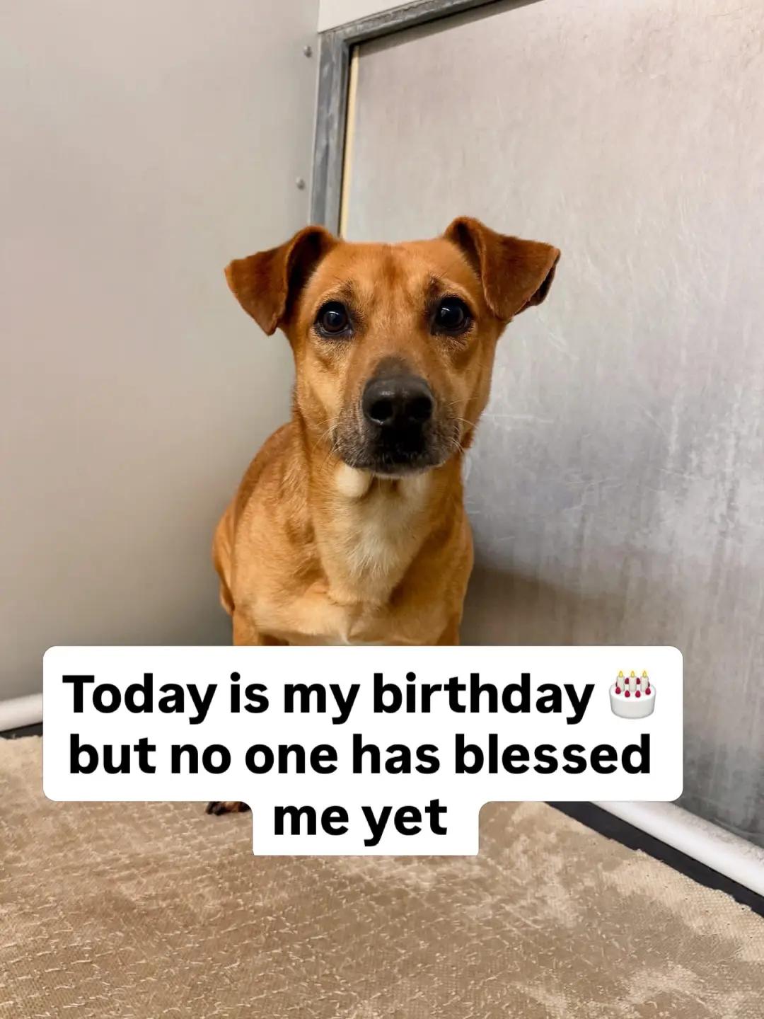 @NewLeashOnLifeRescue