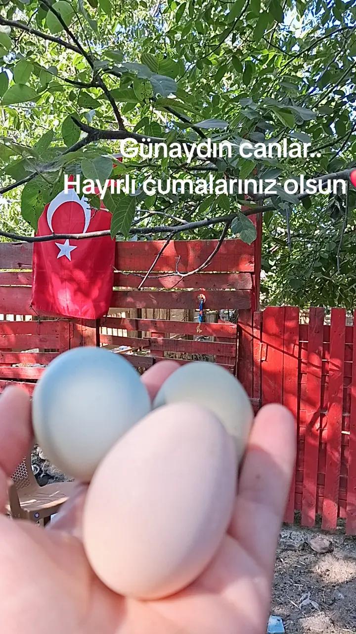 @Serap ince çiftliği
