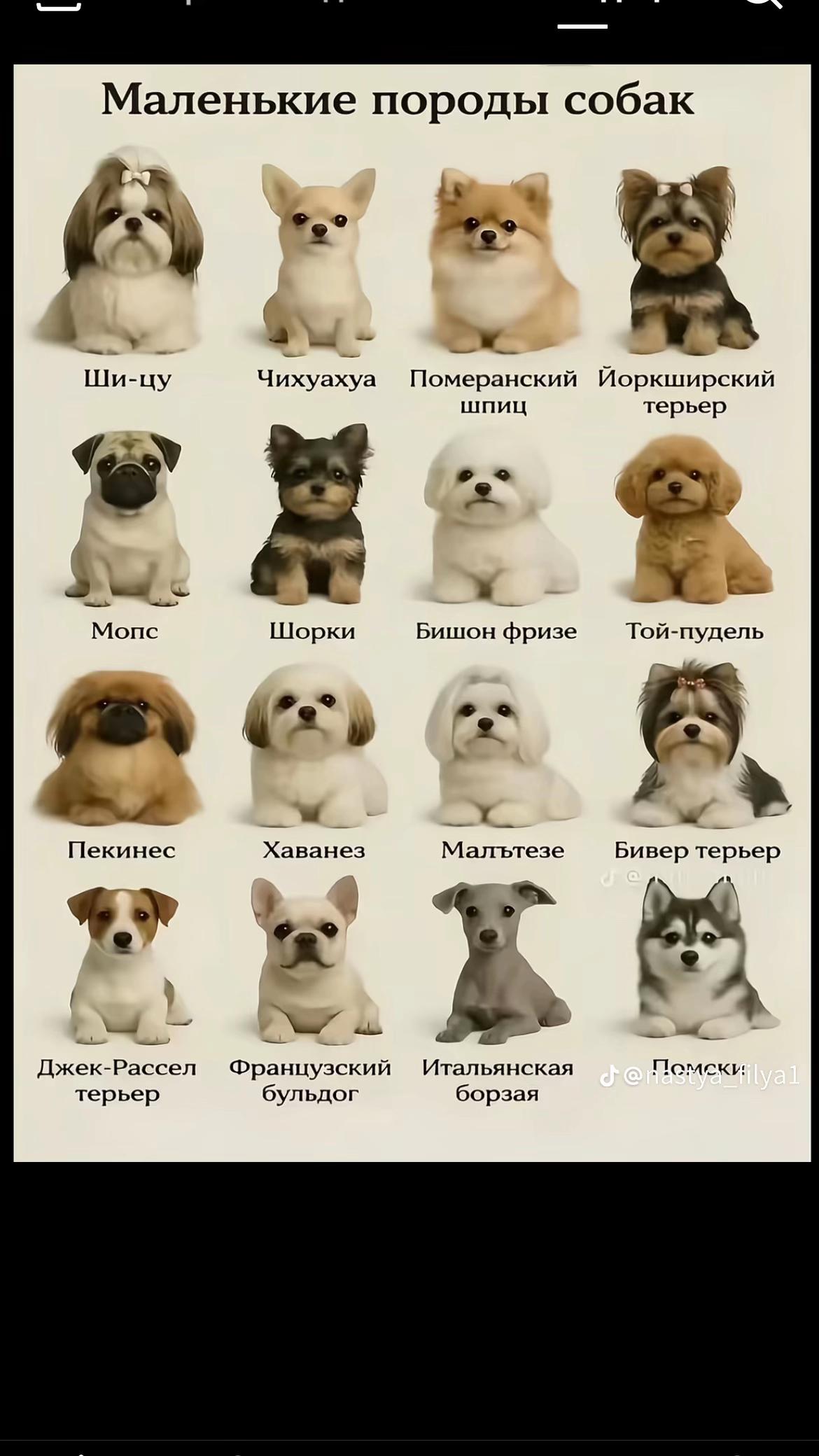 @полиша