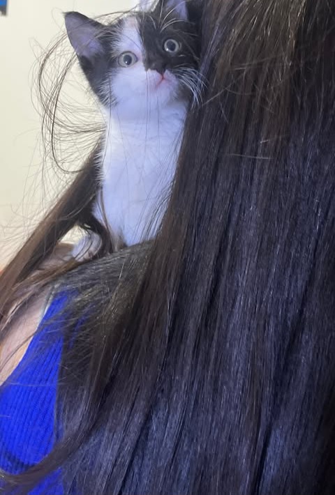 @ftmelx