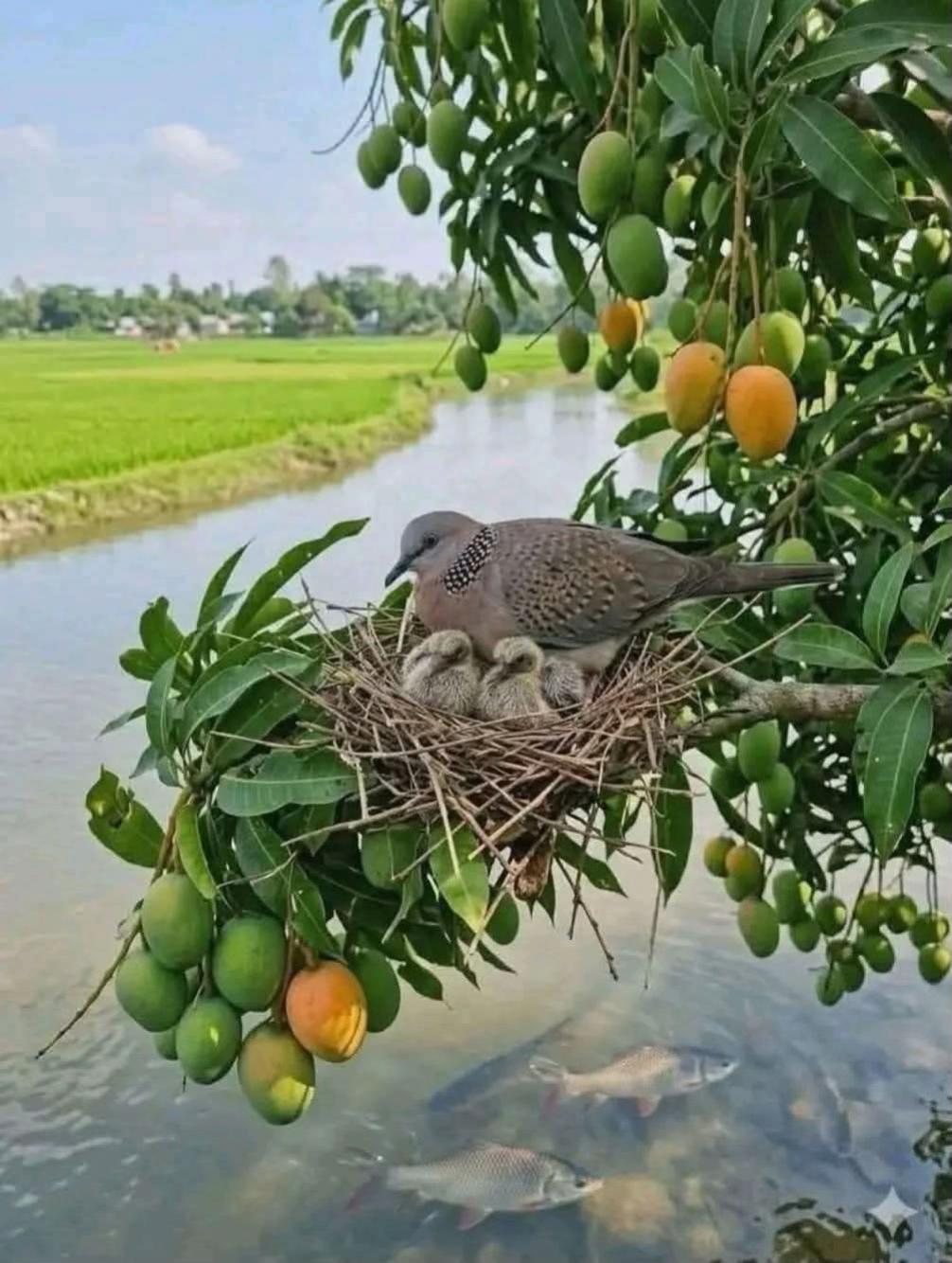@J_C_P_A_🌺