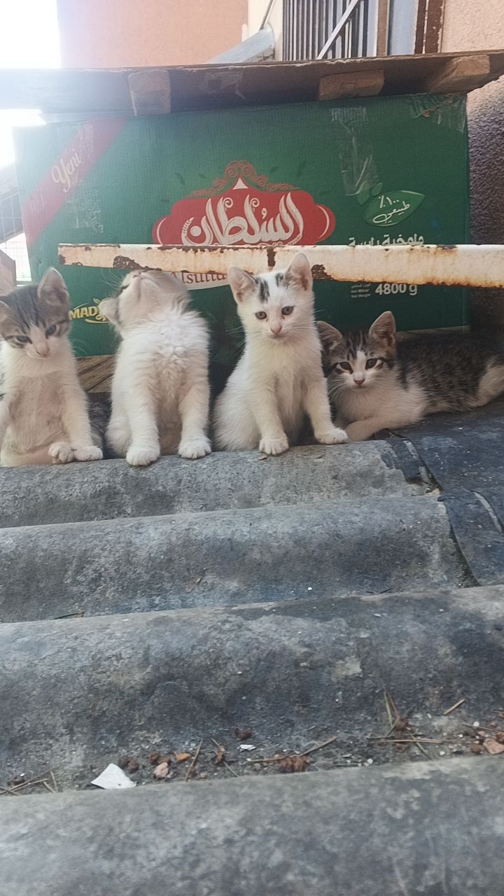 @rohatglmez6