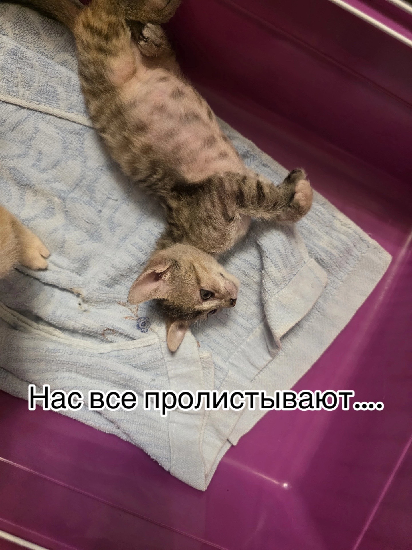 @Приют для животных Потеряшка