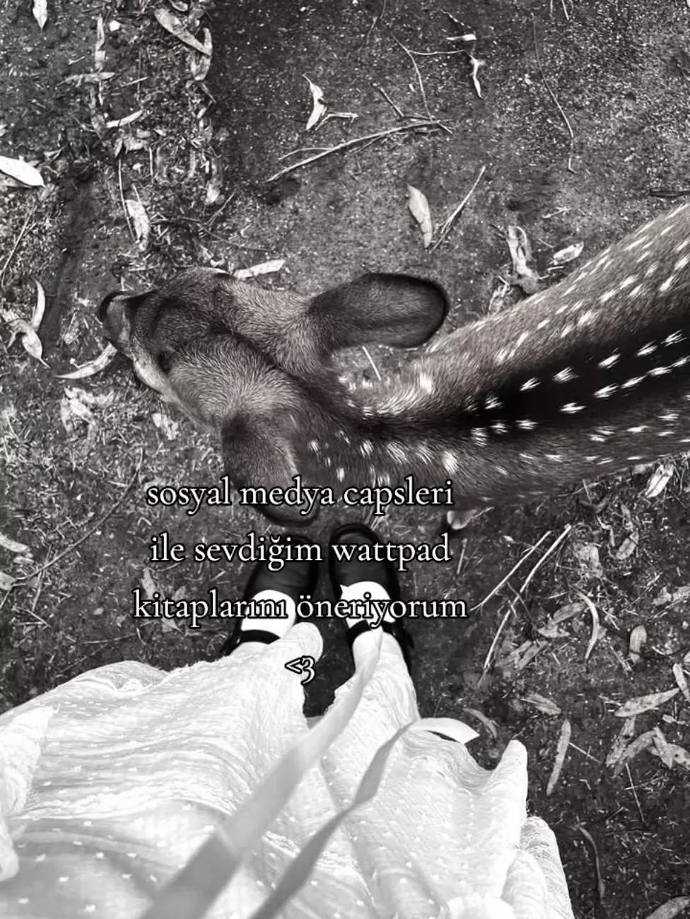 @lis ⊹ ࣪ ˖