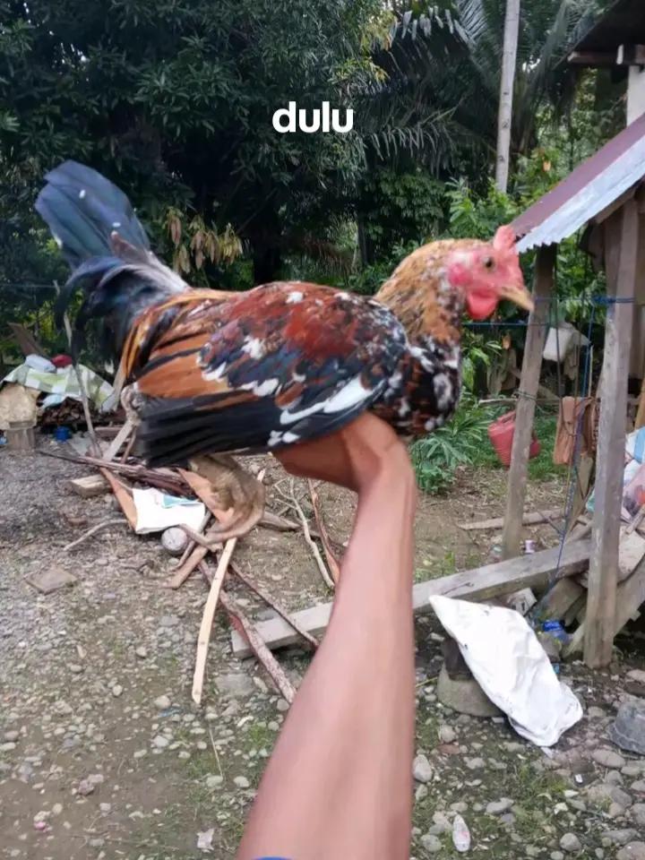 @Pajar_gfrm