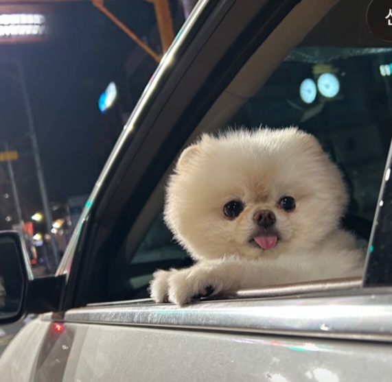@쑥부쟁이