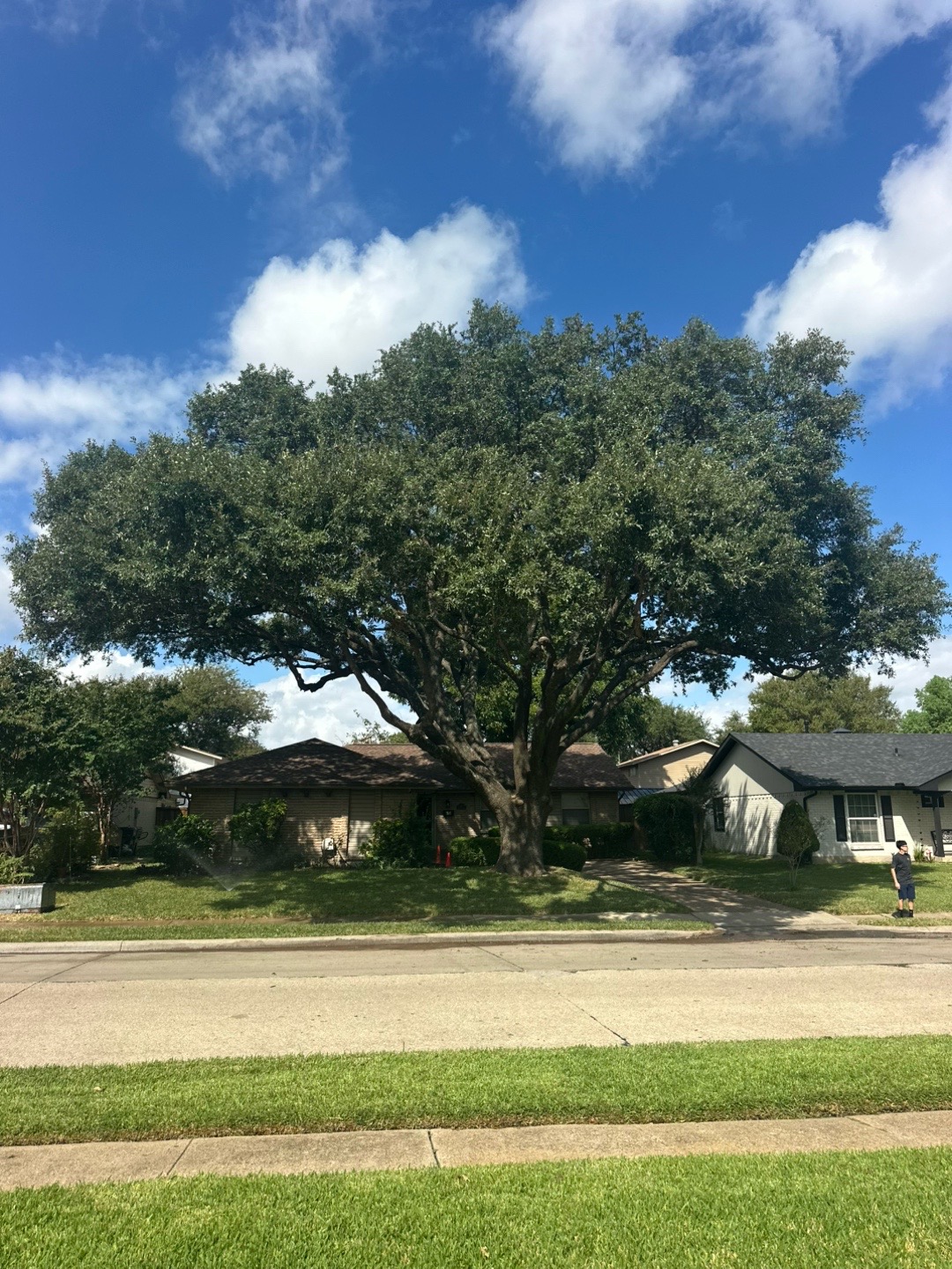 @Live Oak Tree Service