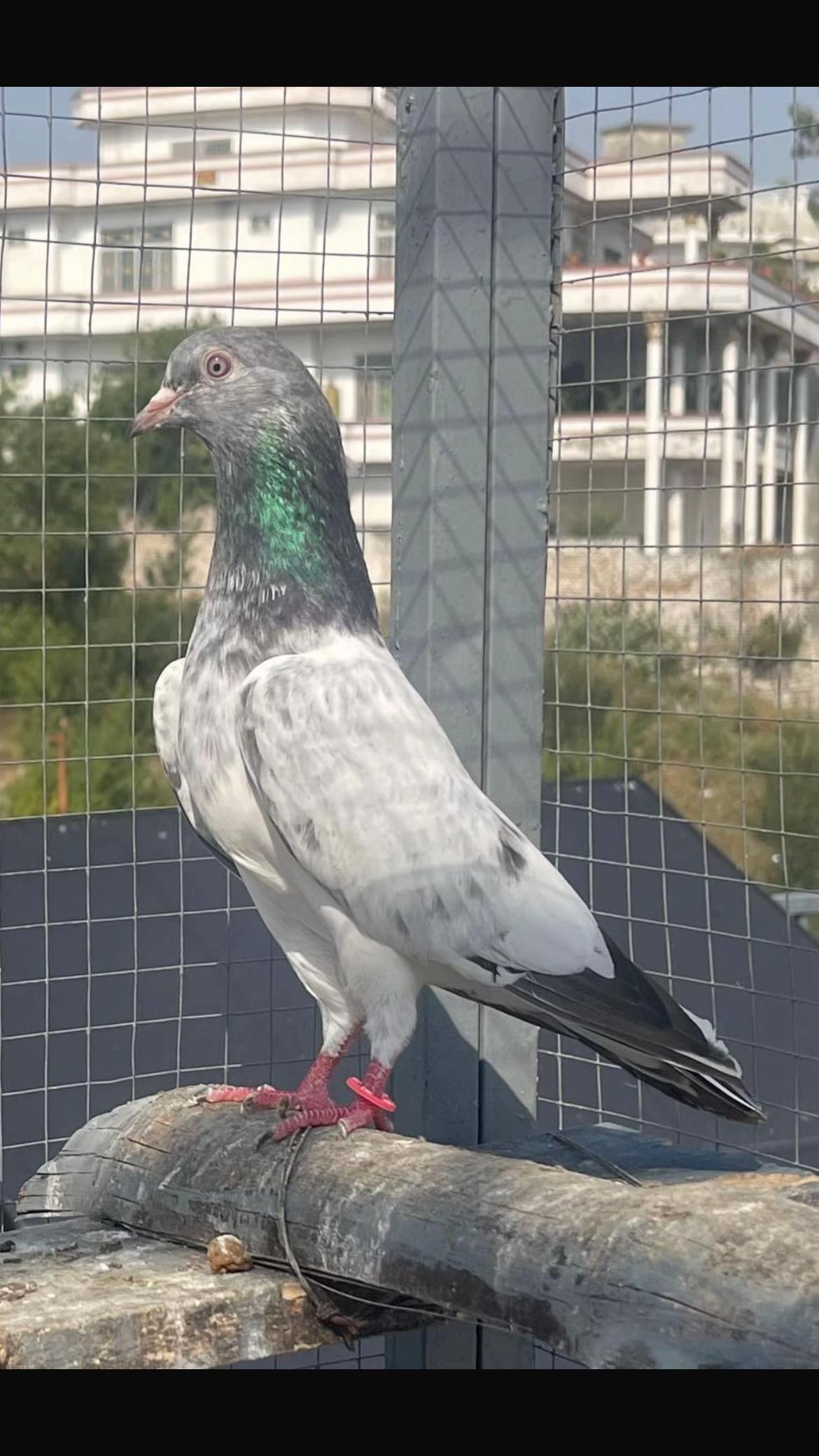 @Royal Birds 🕊️👑
