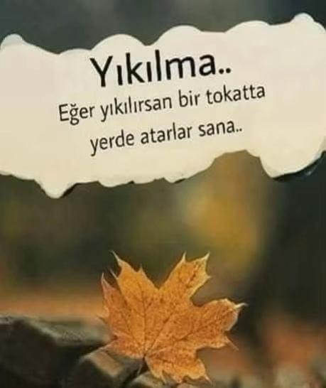 @48 Krall Lionn