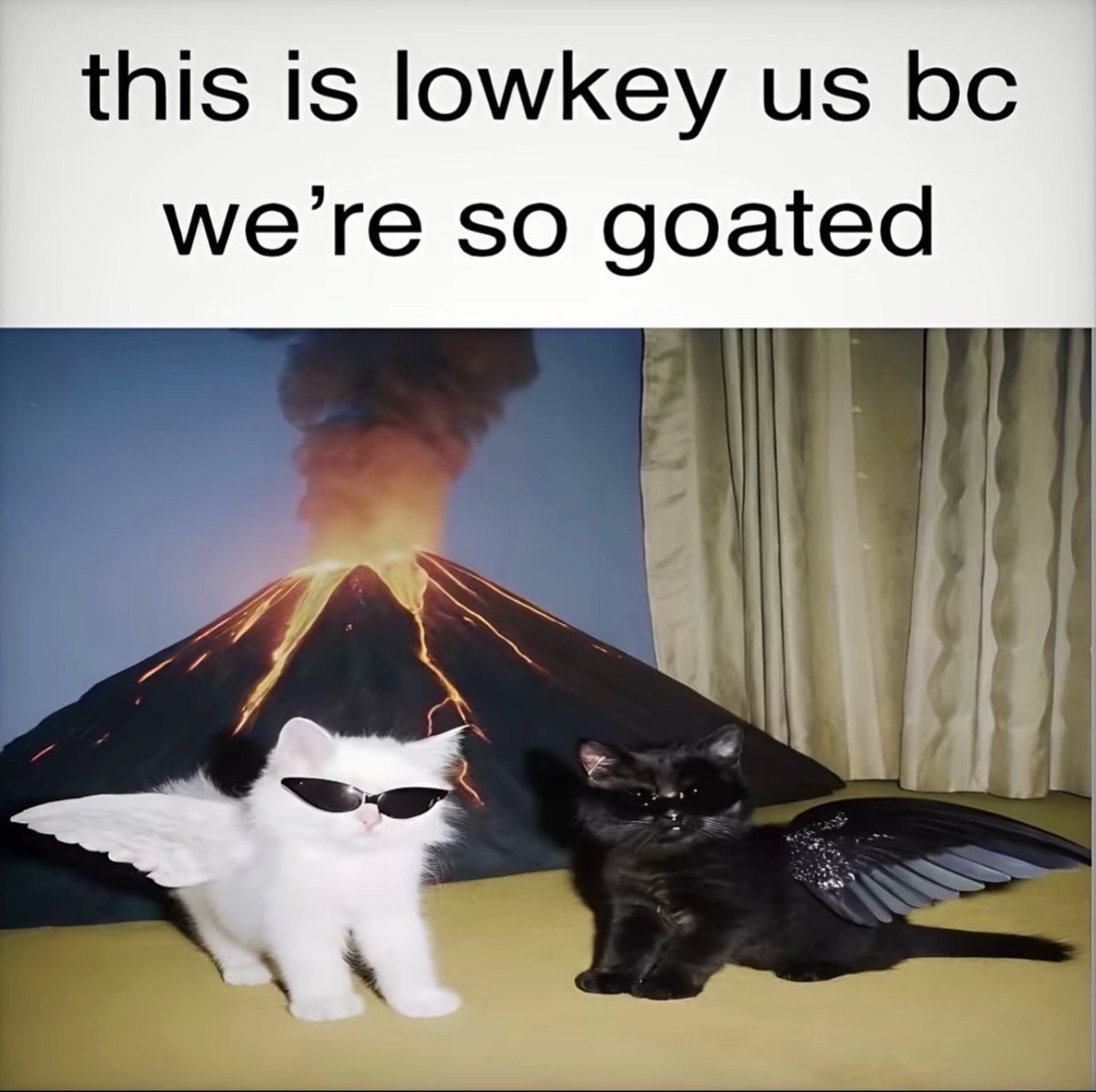 @Cat Memes