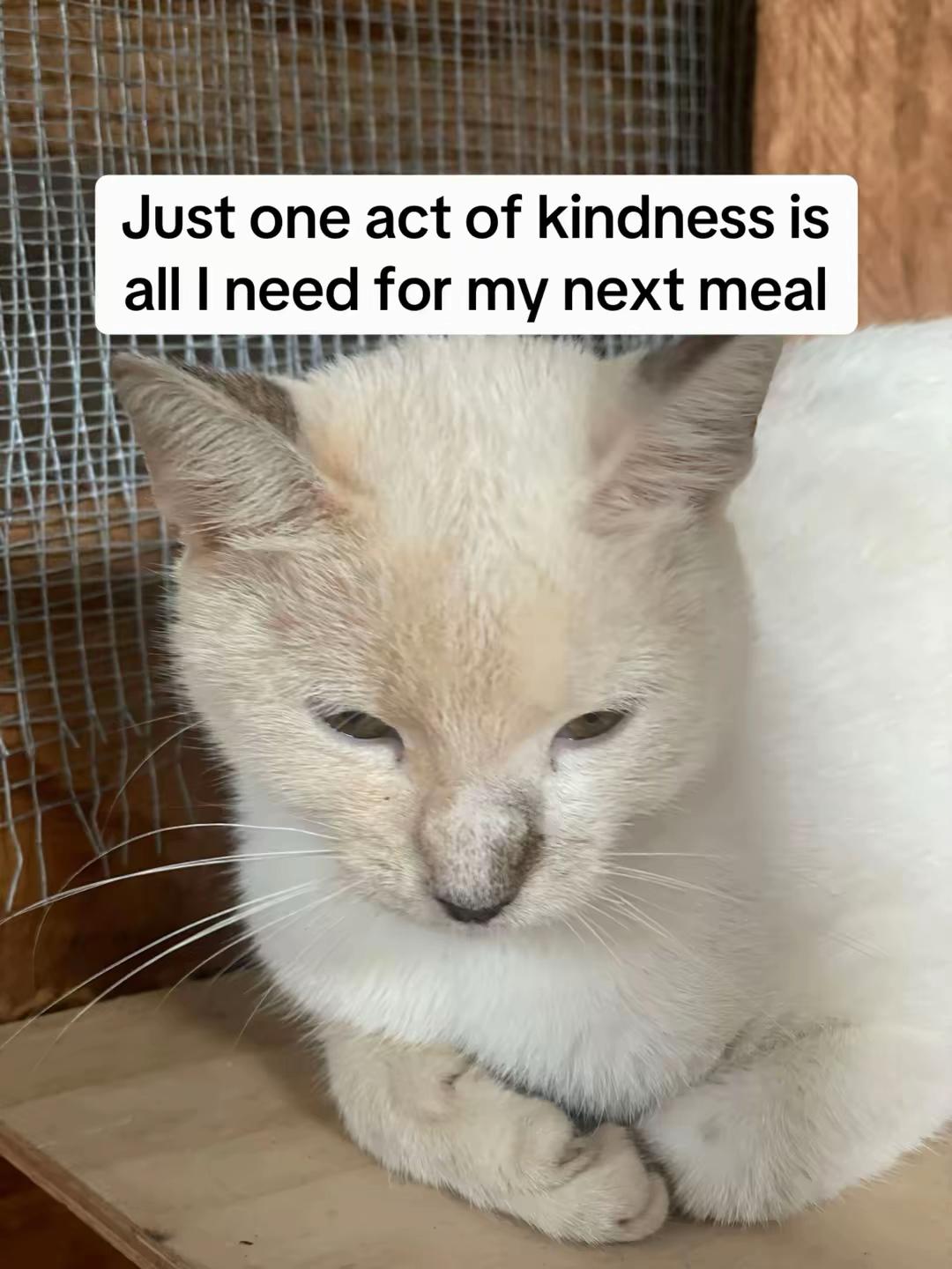 @tailspinrescue