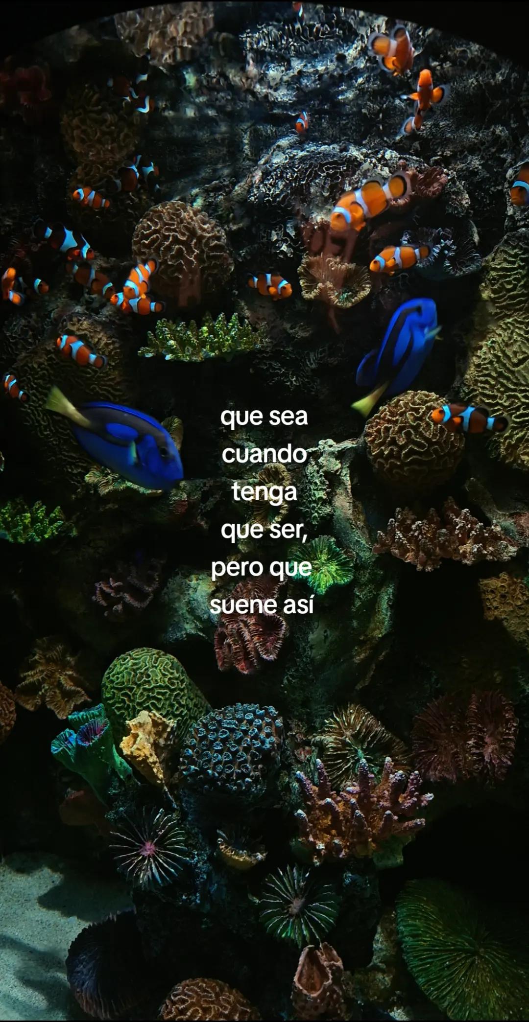 @avie⁷