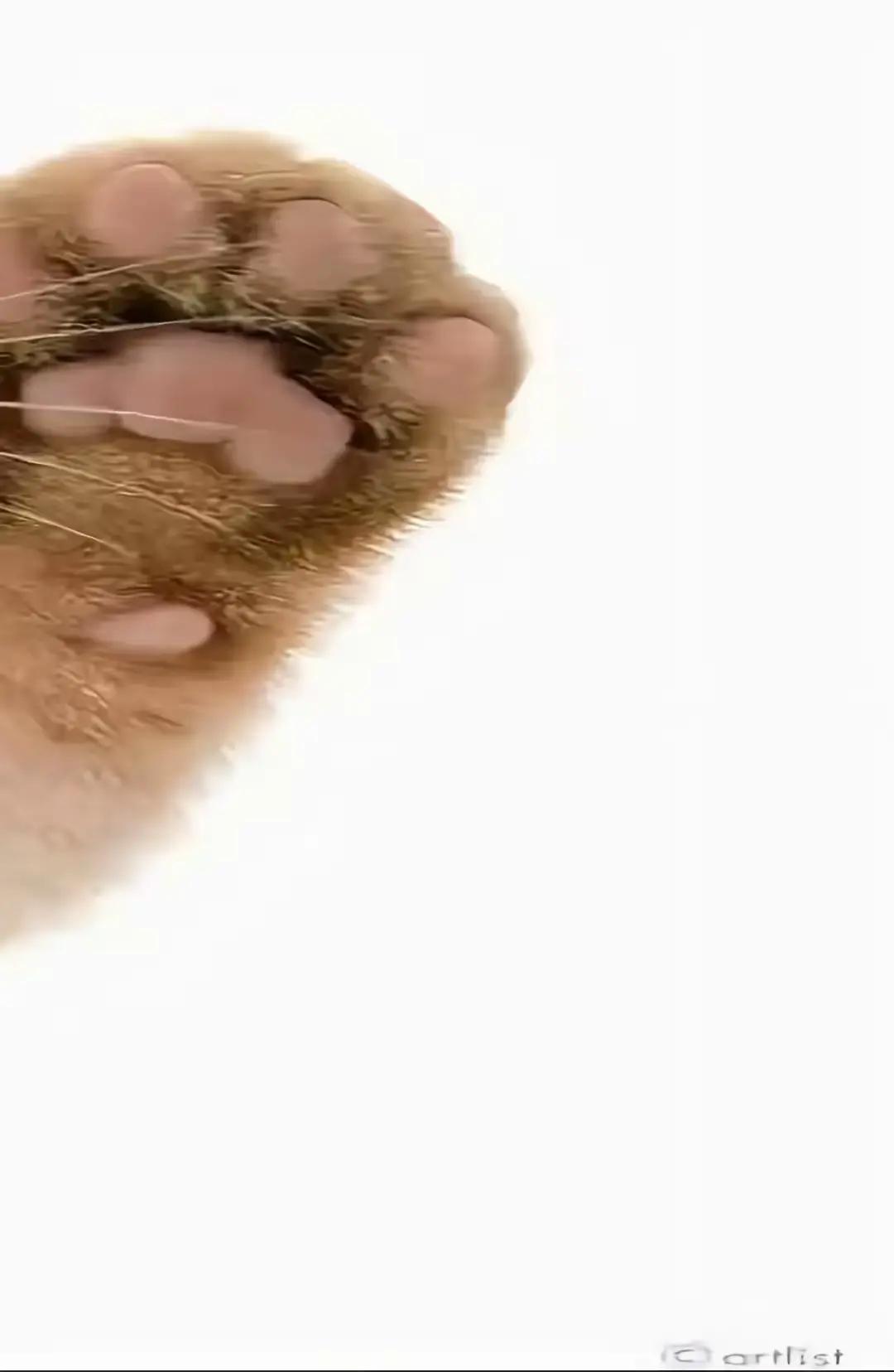 @ony1z