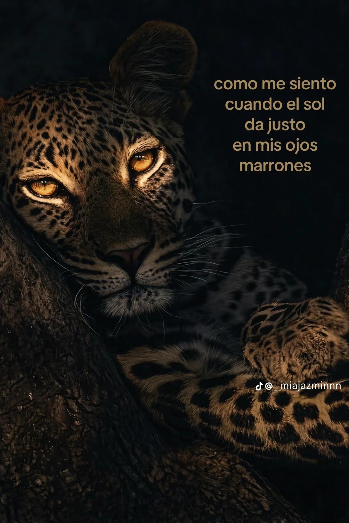 @francini 234