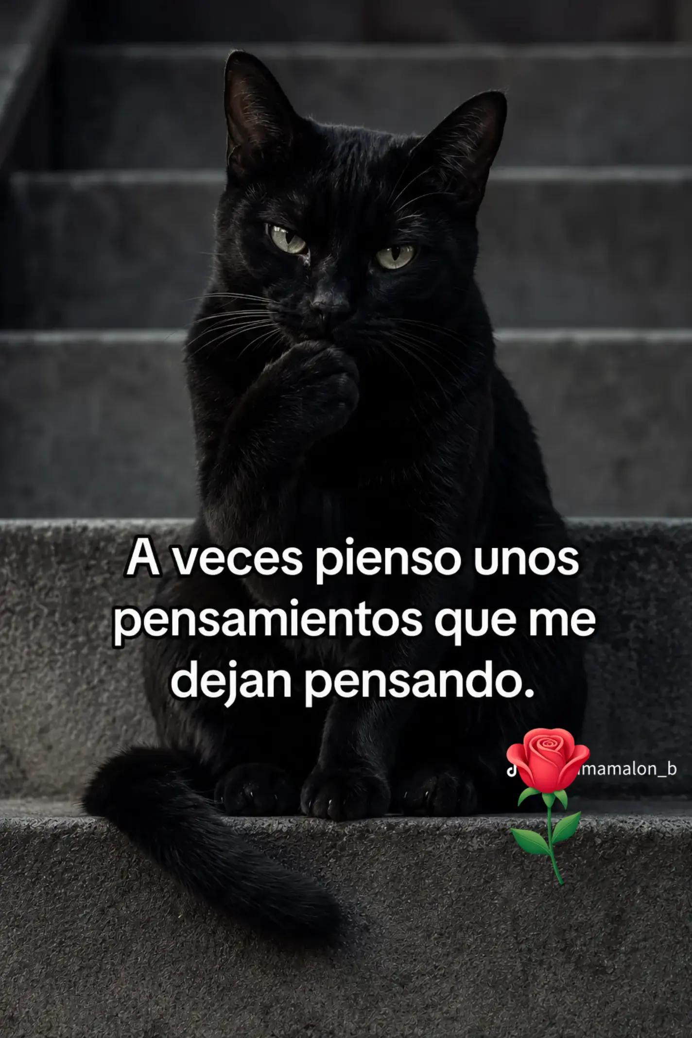 @rochy🌹🌹🌹