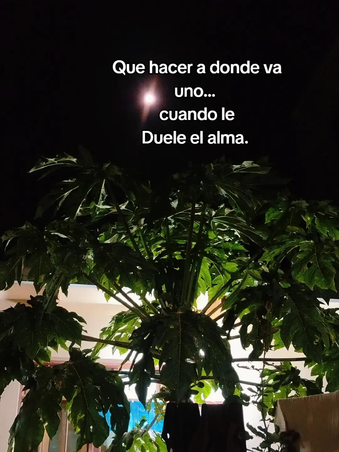 @Fátima♌🦁