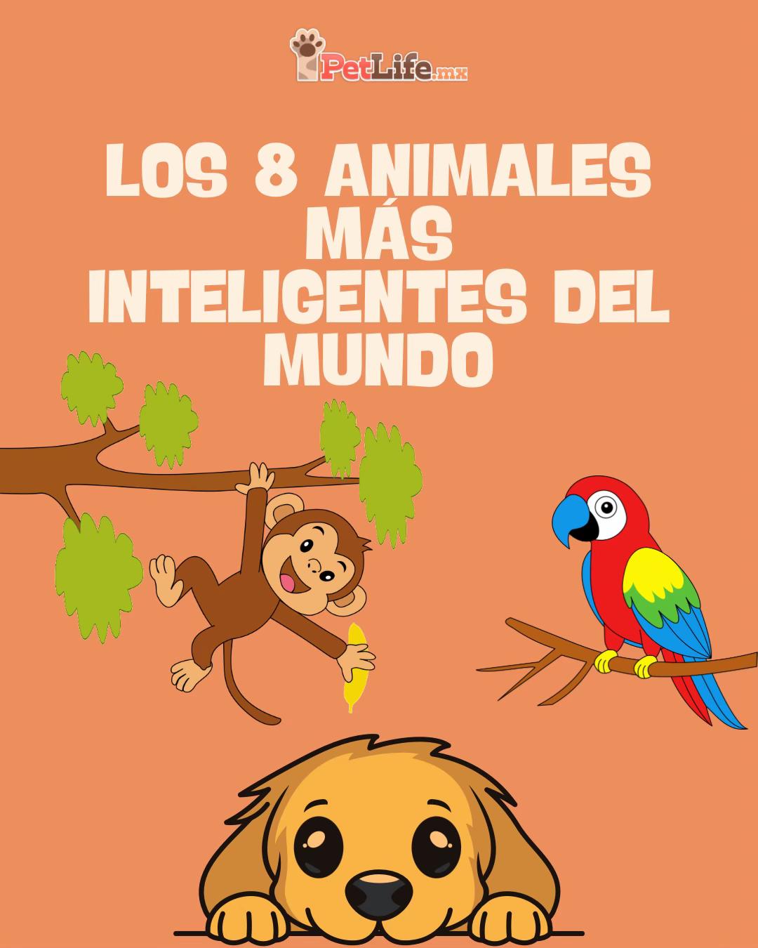 @Petlife