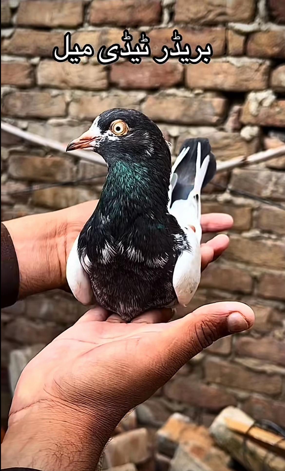 @Royal Birds 🕊️👑