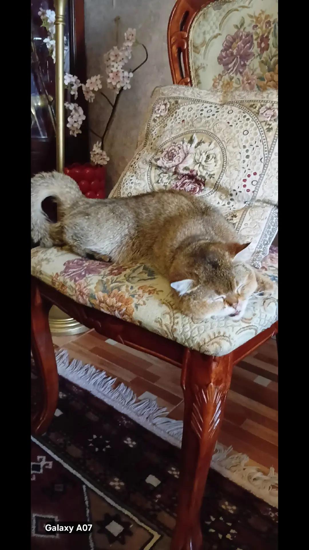 @Cat lover