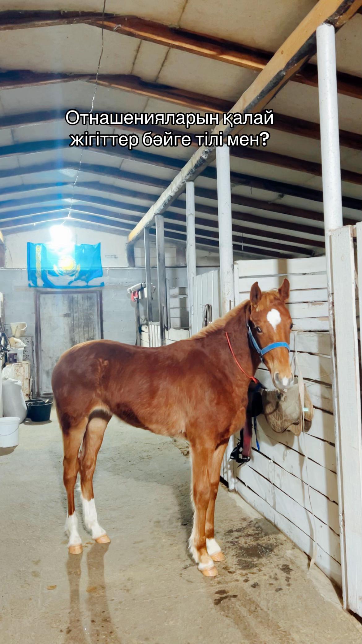 @🐎❤️